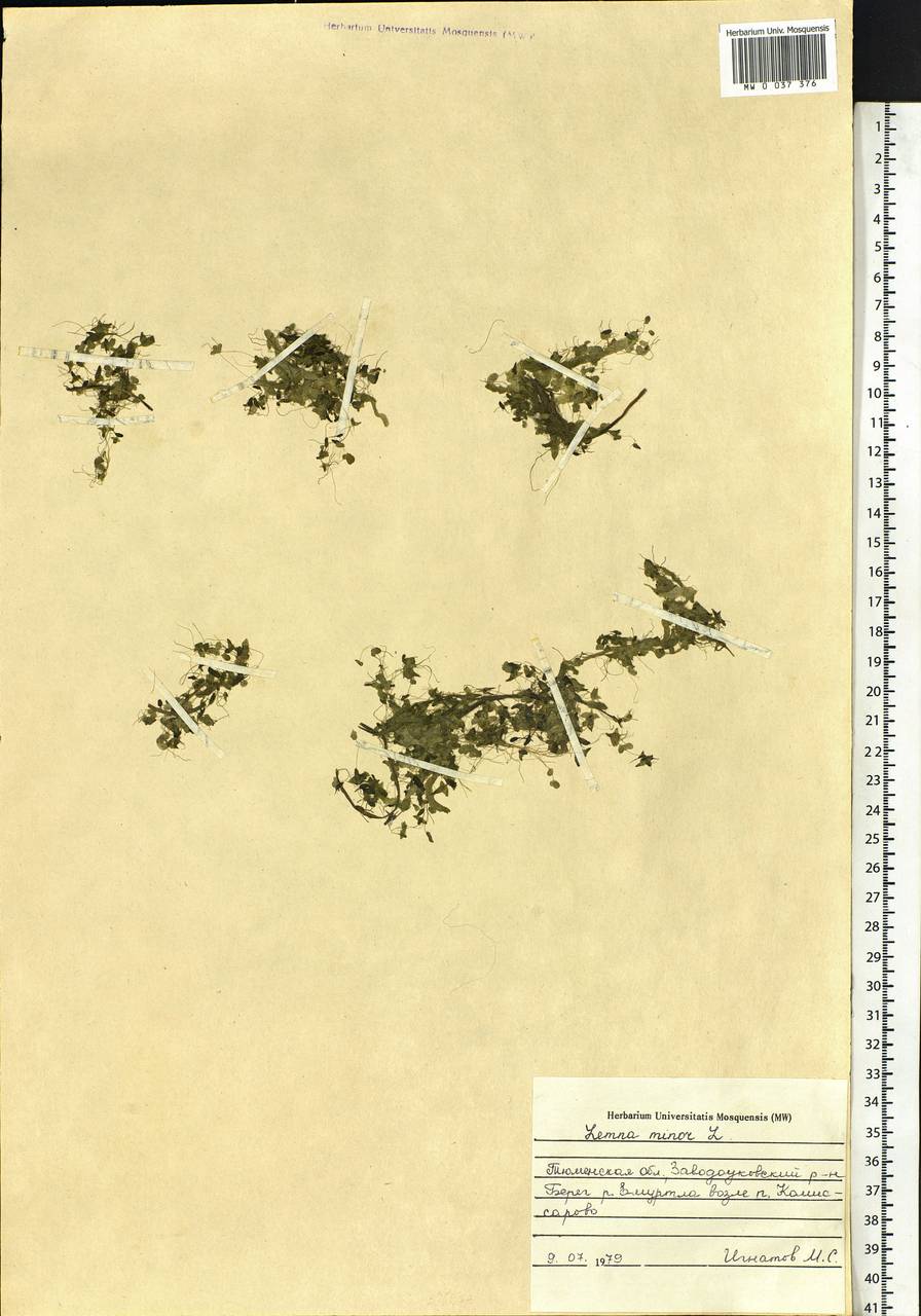 Lemna minor L., Siberia, Western Siberia (S1) (Russia)