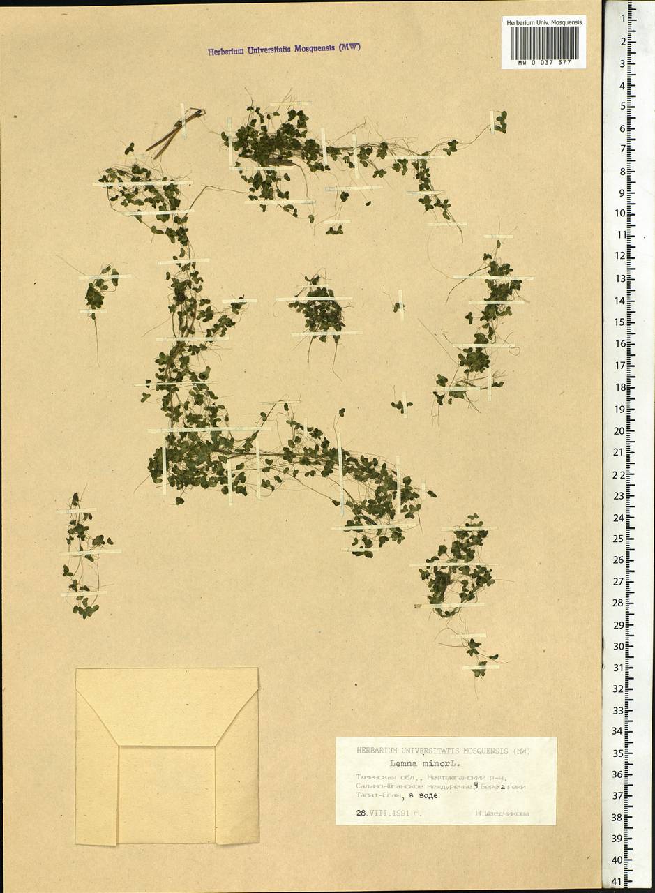 Lemna minor L., Siberia, Western Siberia (S1) (Russia)