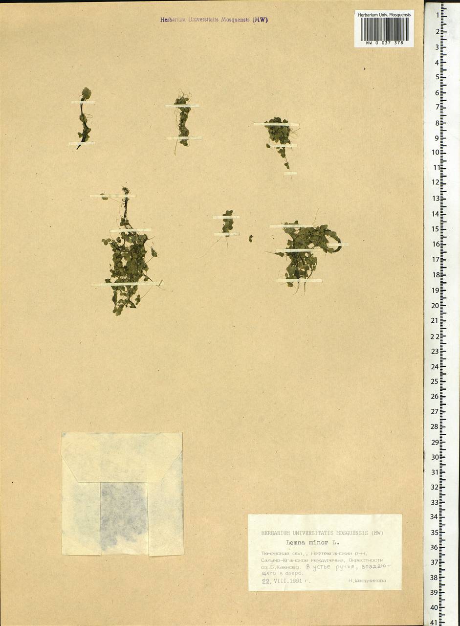 Lemna minor L., Siberia, Western Siberia (S1) (Russia)