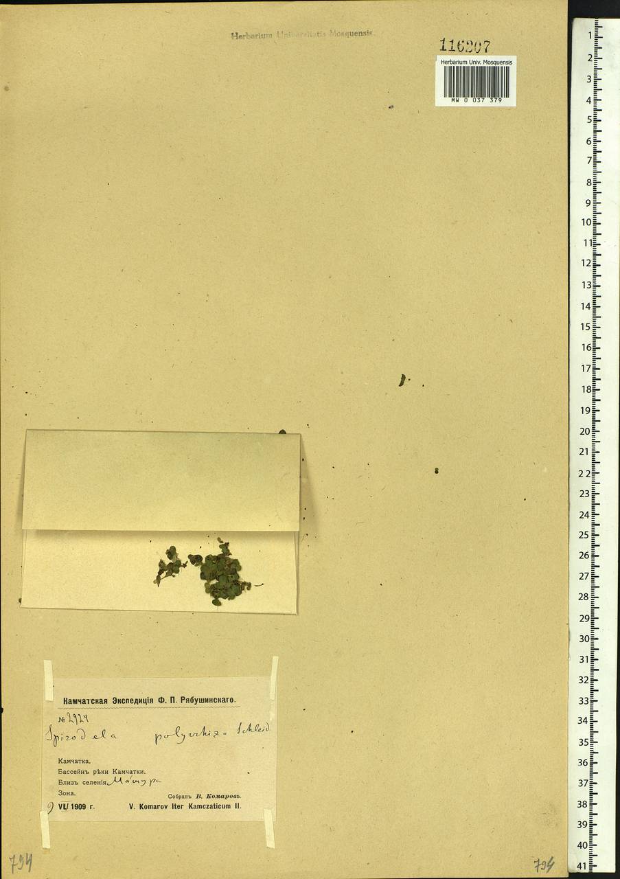 Spirodela polyrhiza (L.) Schleid., Siberia, Chukotka & Kamchatka (S7) (Russia)