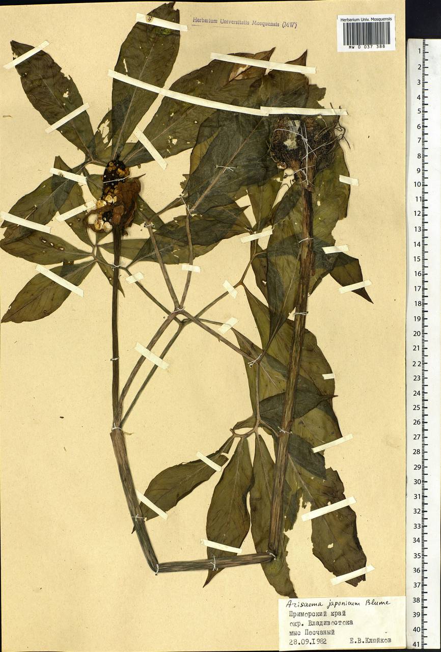 Arisaema serratum var. serratum, Siberia, Russian Far East (S6) (Russia)