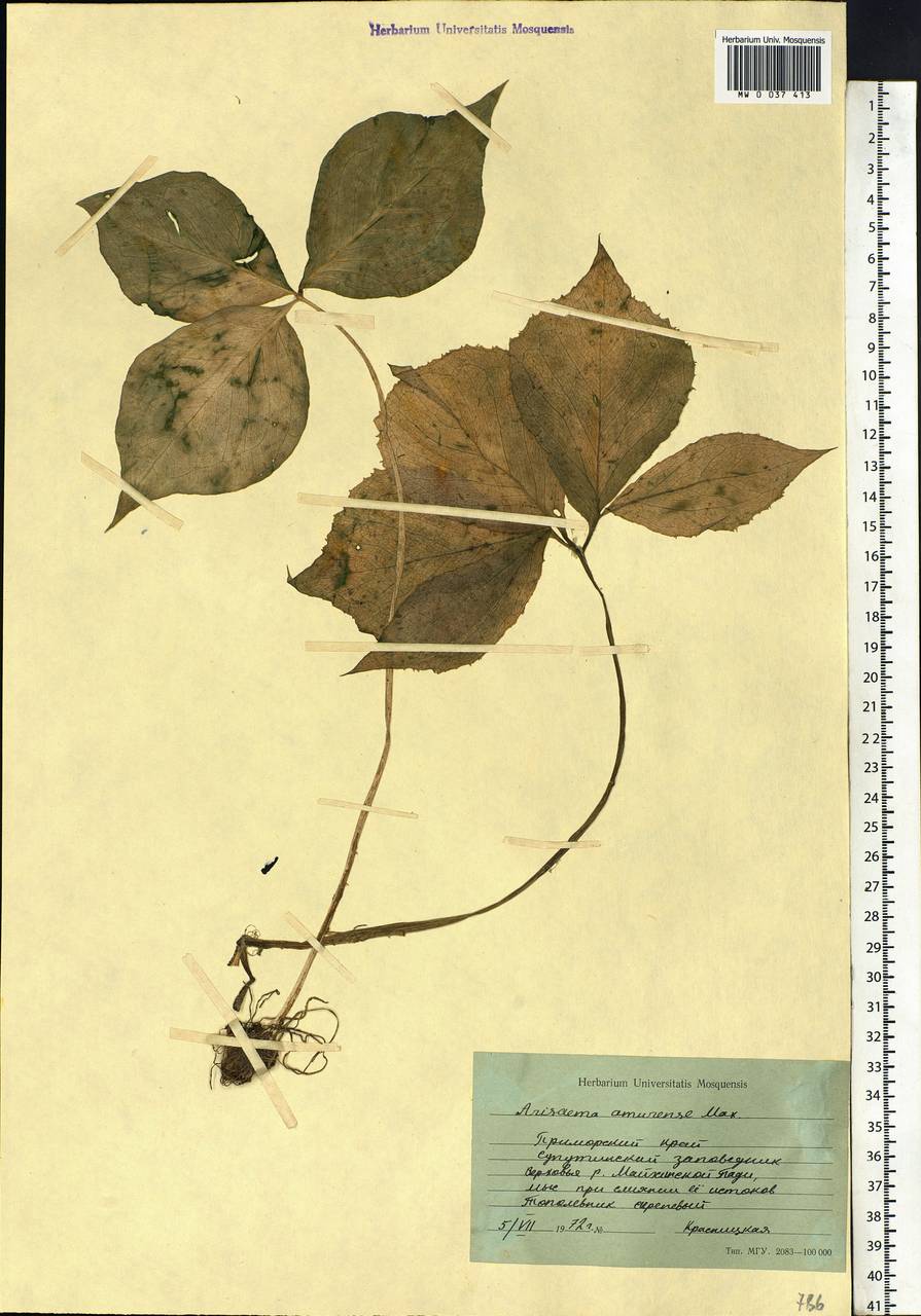 Arisaema amurense Maxim., Siberia, Russian Far East (S6) (Russia)
