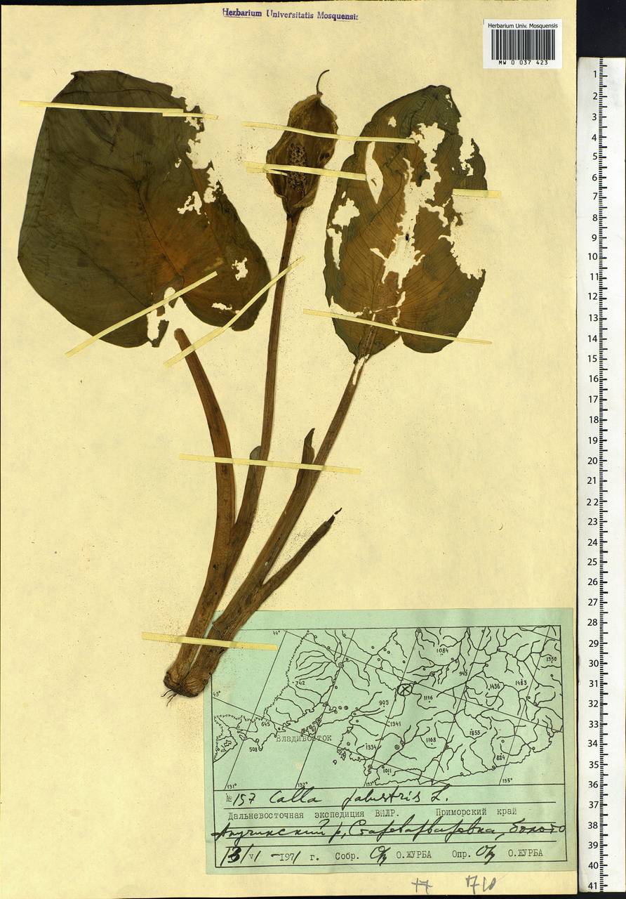 Calla palustris L., Siberia, Russian Far East (S6) (Russia)