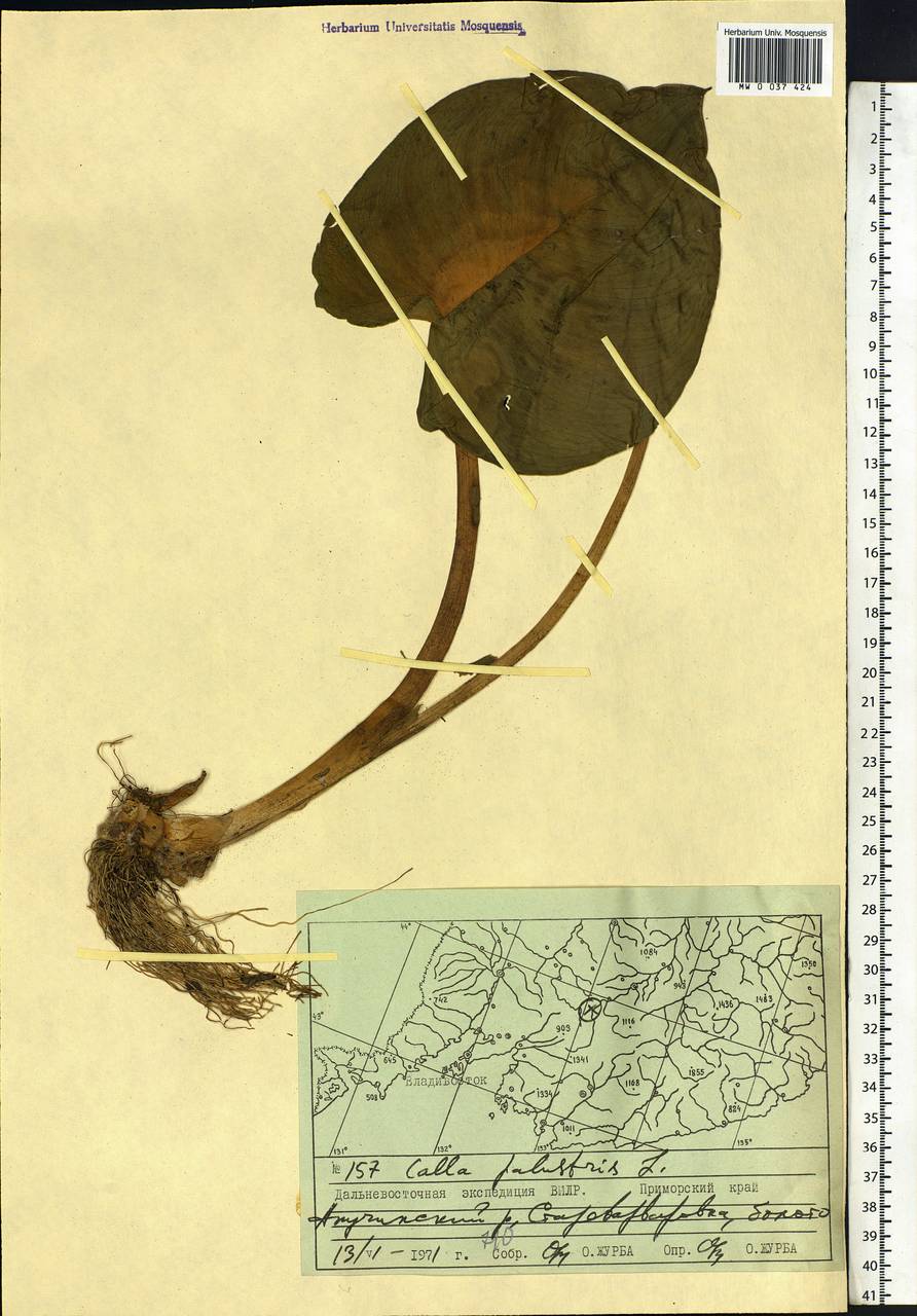 Calla palustris L., Siberia, Russian Far East (S6) (Russia)