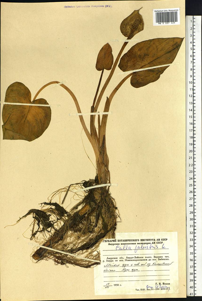 Calla palustris L., Siberia, Russian Far East (S6) (Russia)