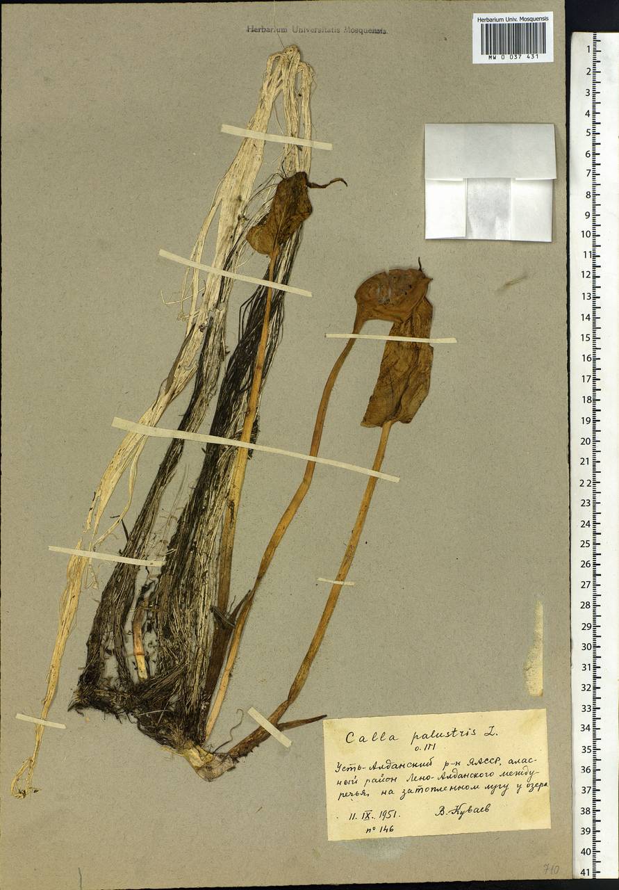Calla palustris L., Siberia, Yakutia (S5) (Russia)