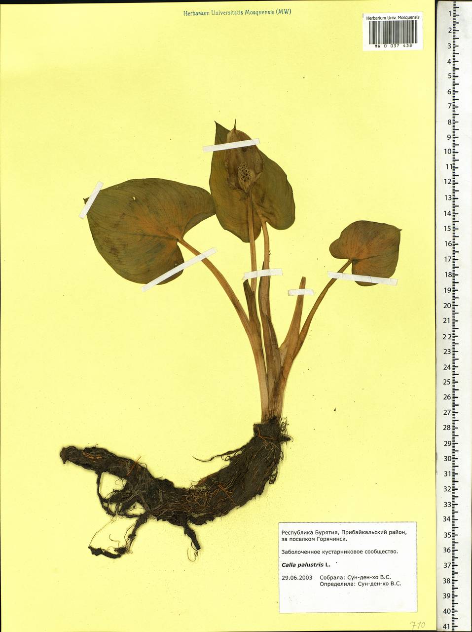 Calla palustris L., Siberia, Baikal & Transbaikal region (S4) (Russia)