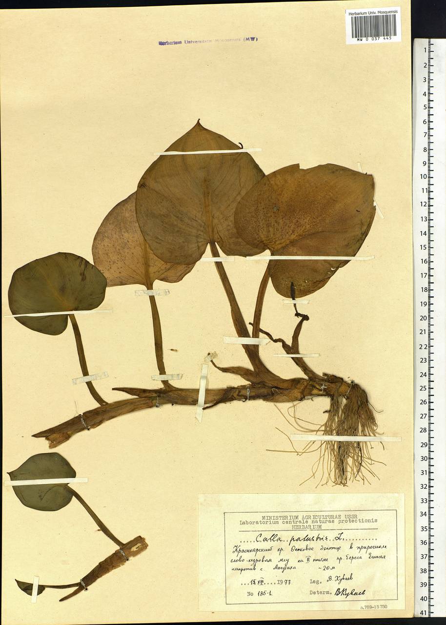 Calla palustris L., Siberia, Central Siberia (S3) (Russia)