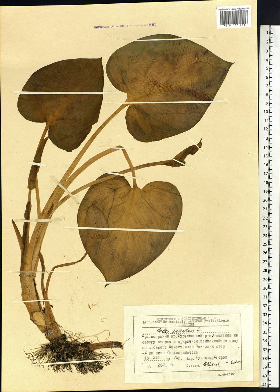 Calla palustris L., Siberia, Central Siberia (S3) (Russia)