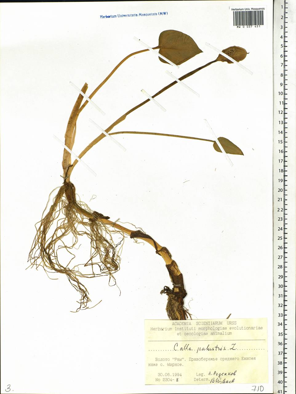 Calla palustris L., Siberia, Central Siberia (S3) (Russia)