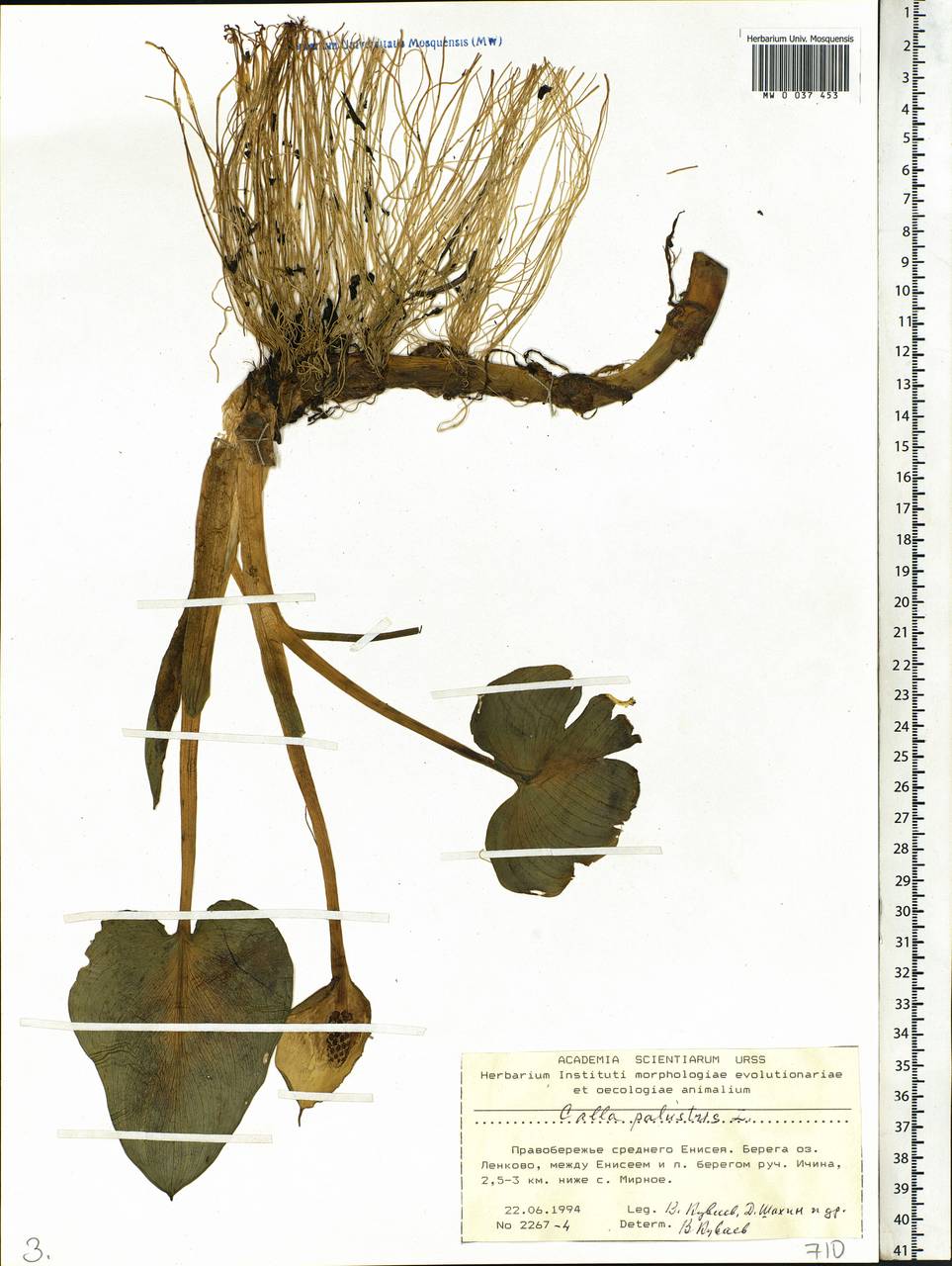 Calla palustris L., Siberia, Central Siberia (S3) (Russia)