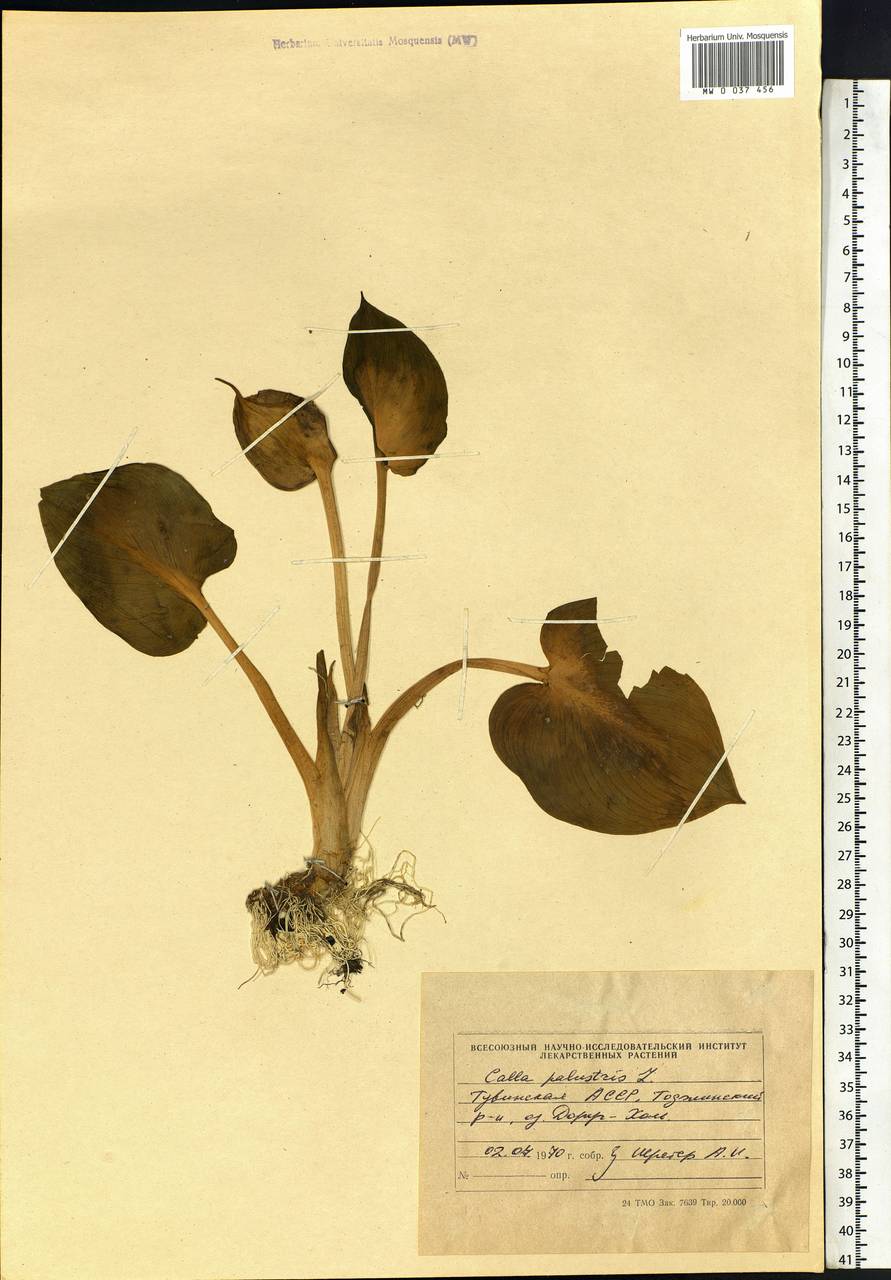 Calla palustris L., Siberia, Altai & Sayany Mountains (S2) (Russia)