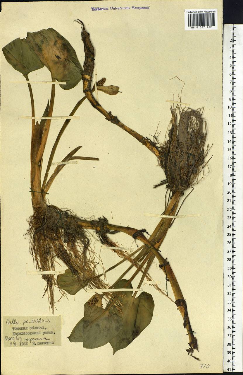 Calla palustris L., Siberia, Western Siberia (S1) (Russia)