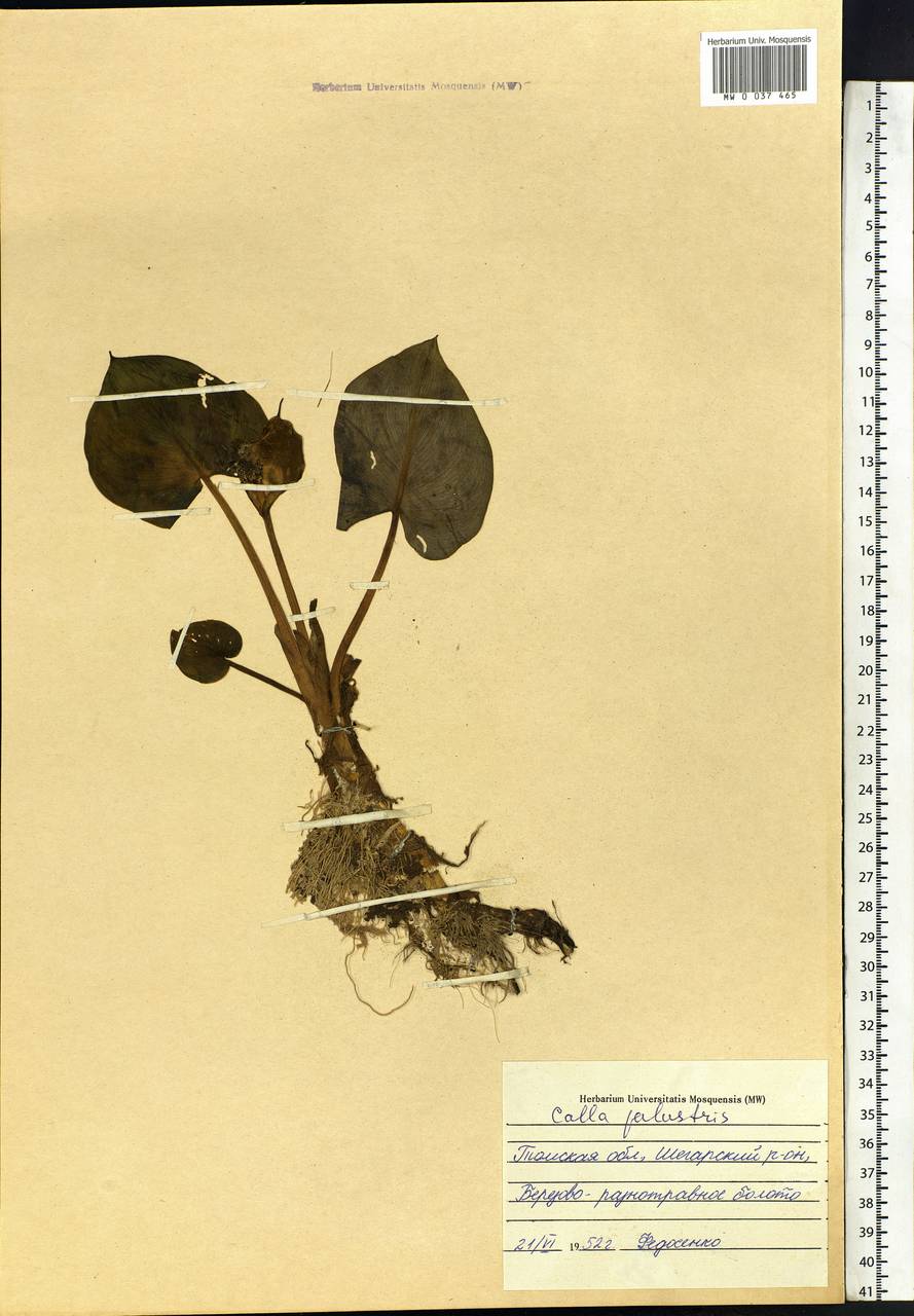 Calla palustris L., Siberia, Western Siberia (S1) (Russia)