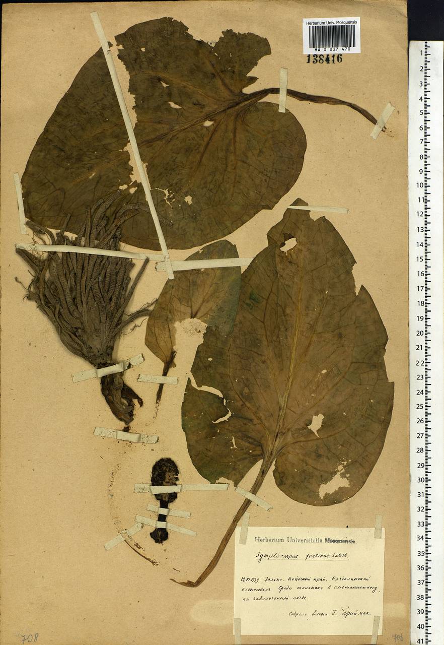 Symplocarpus foetidus (L.) Salisb. ex W.P.C.Barton, Siberia, Russian Far East (S6) (Russia)
