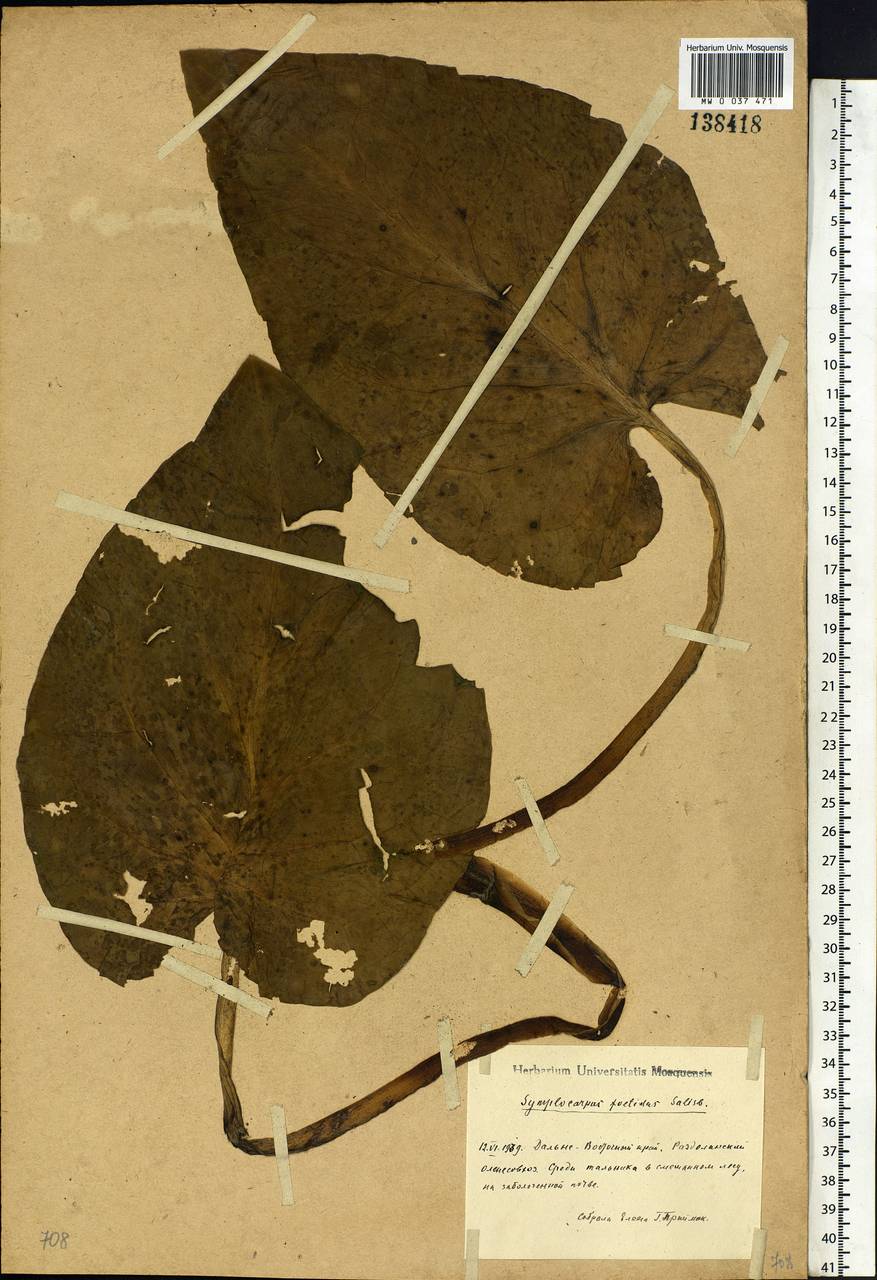 Symplocarpus foetidus (L.) Salisb. ex W.P.C.Barton, Siberia, Russian Far East (S6) (Russia)