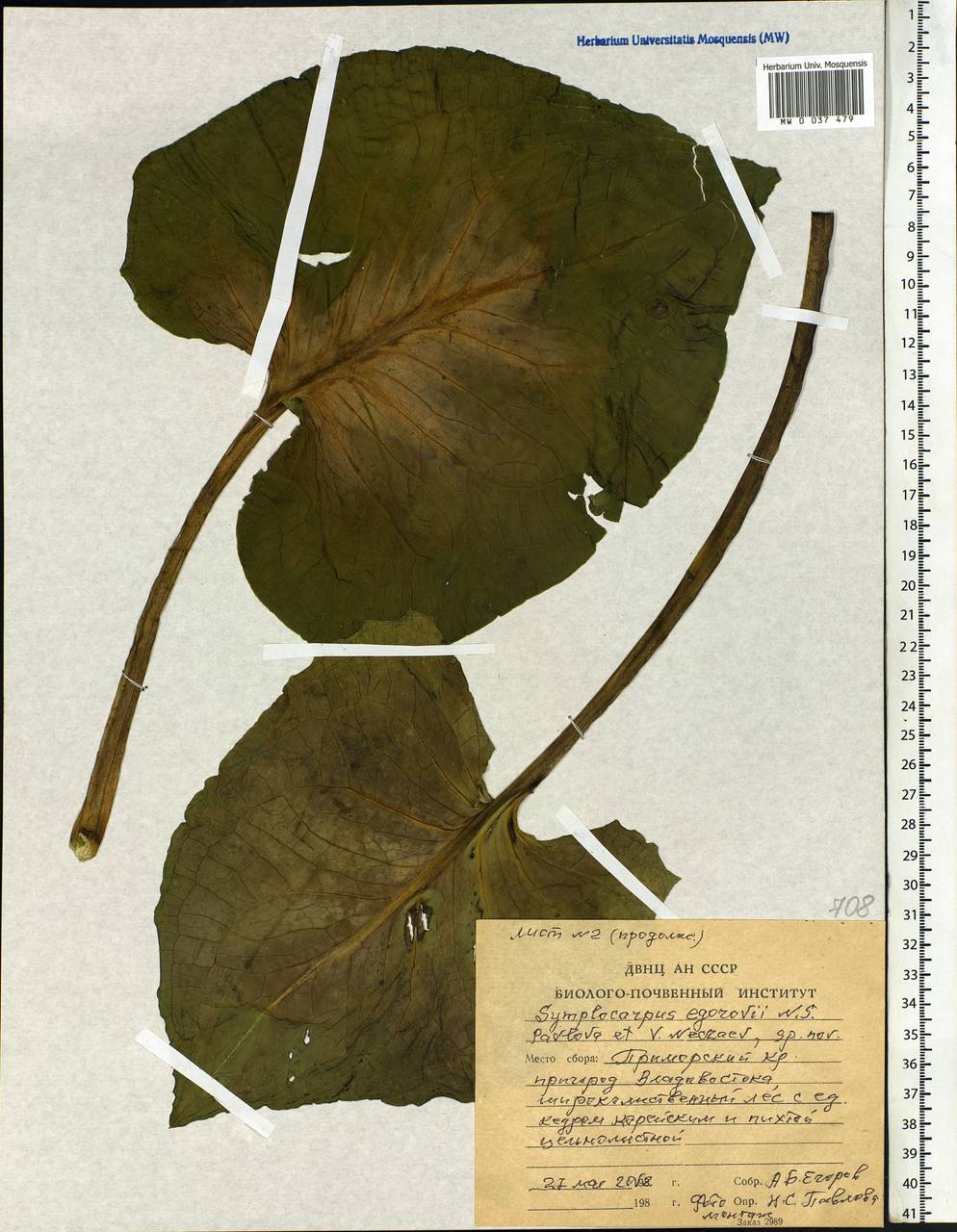 Symplocarpus egorovii N.S.Pavlova & V.A.Nechaev, Siberia, Russian Far East (S6) (Russia)