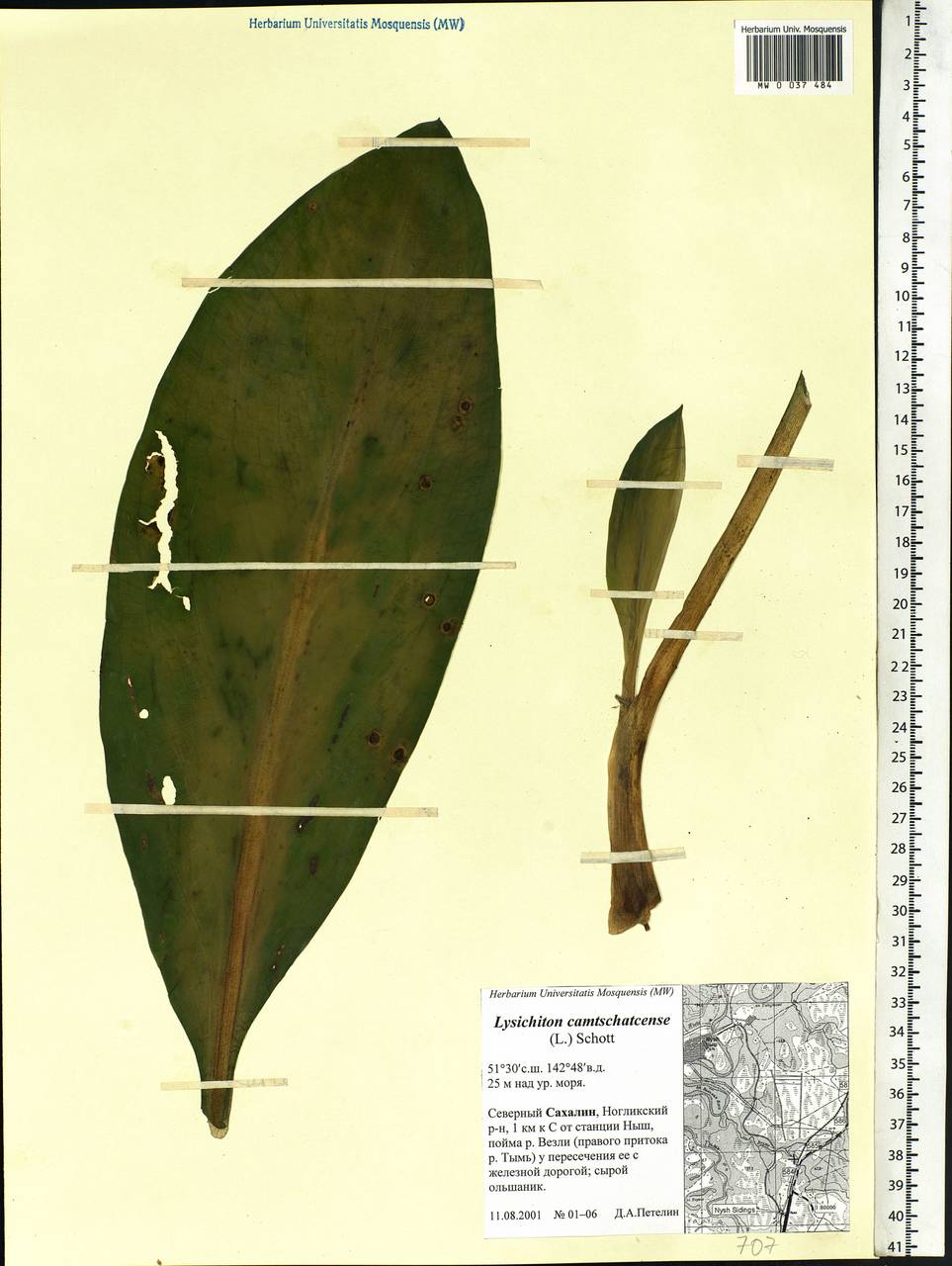 Lysichiton camtschatcensis (L.) Schott, Siberia, Russian Far East (S6) (Russia)
