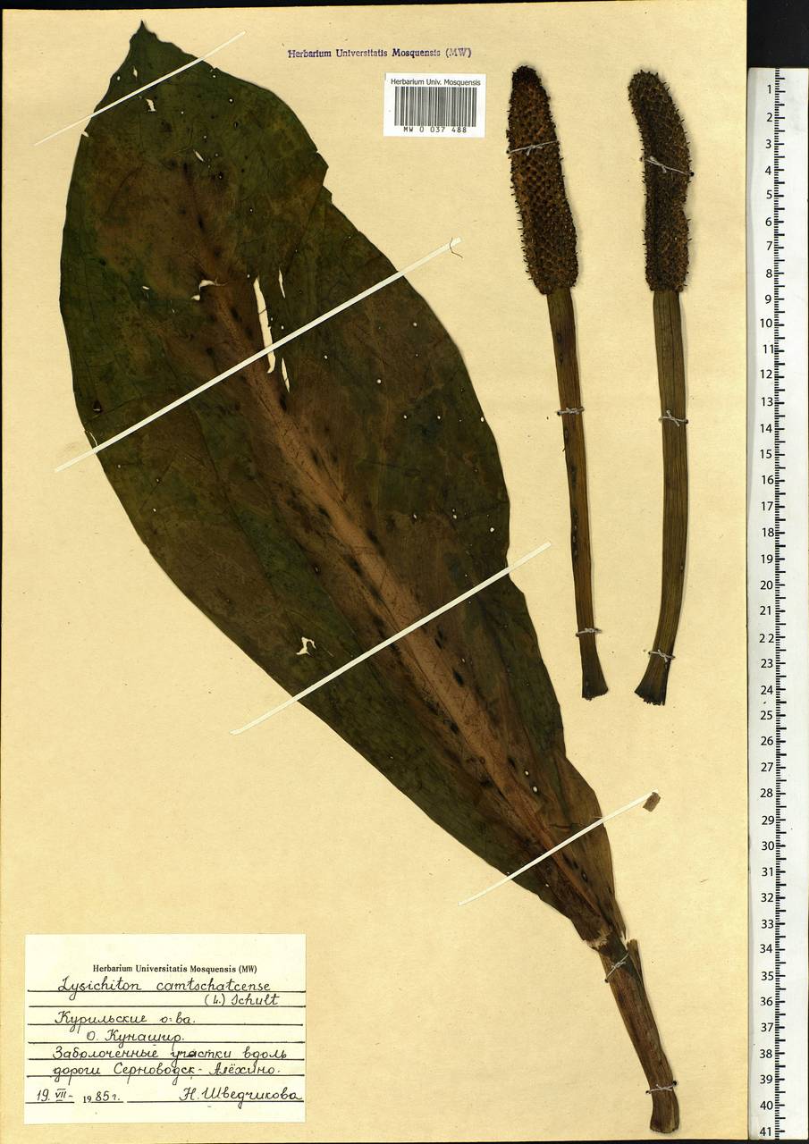 Lysichiton camtschatcensis (L.) Schott, Siberia, Russian Far East (S6) (Russia)