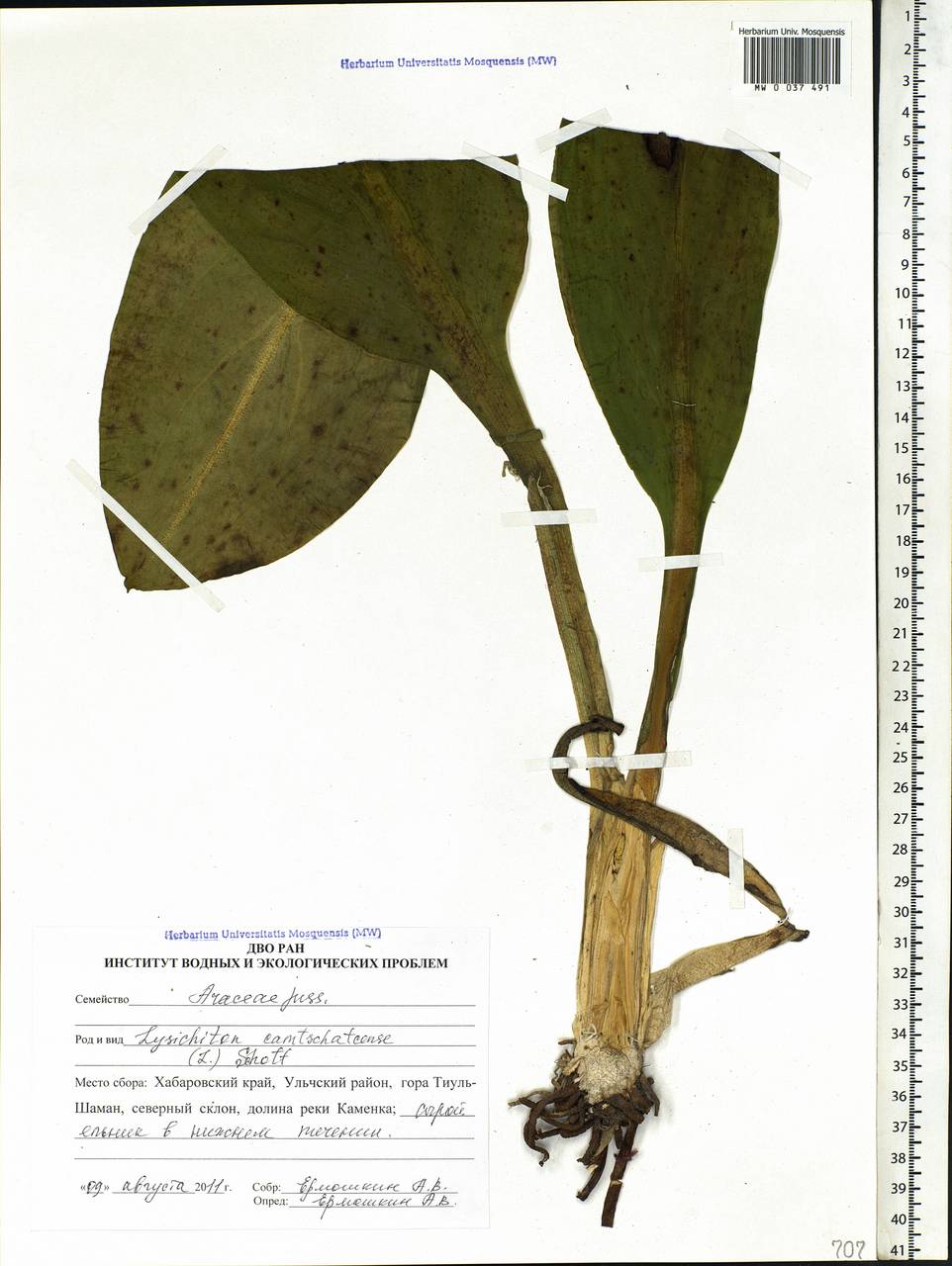 Lysichiton camtschatcensis (L.) Schott, Siberia, Russian Far East (S6) (Russia)