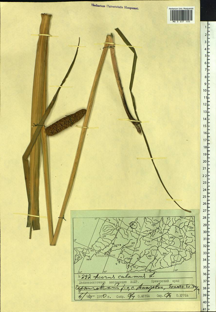 Acorus calamus var. calamus, Siberia, Russian Far East (S6) (Russia)