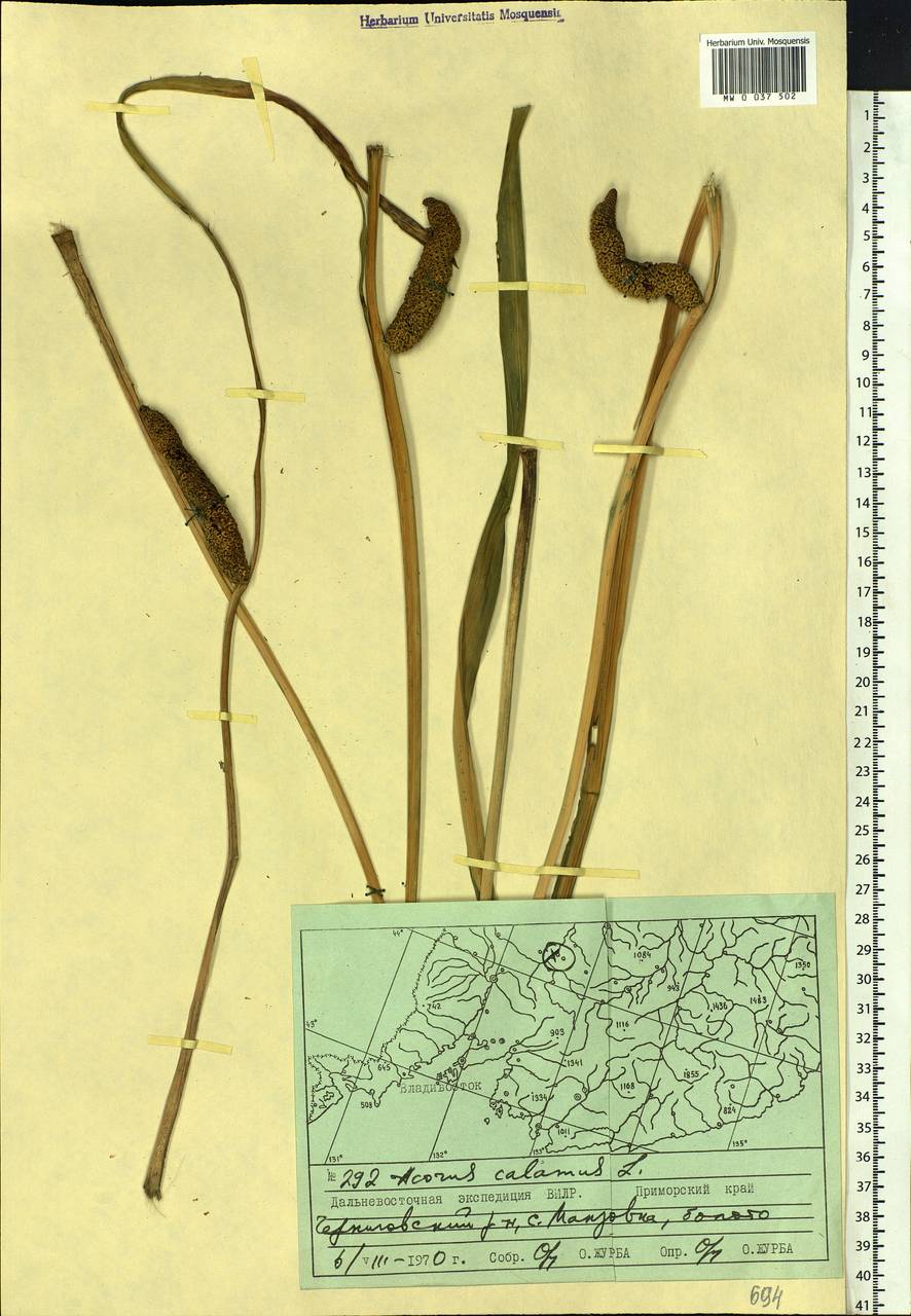 Acorus calamus L., Siberia, Russian Far East (S6) (Russia)