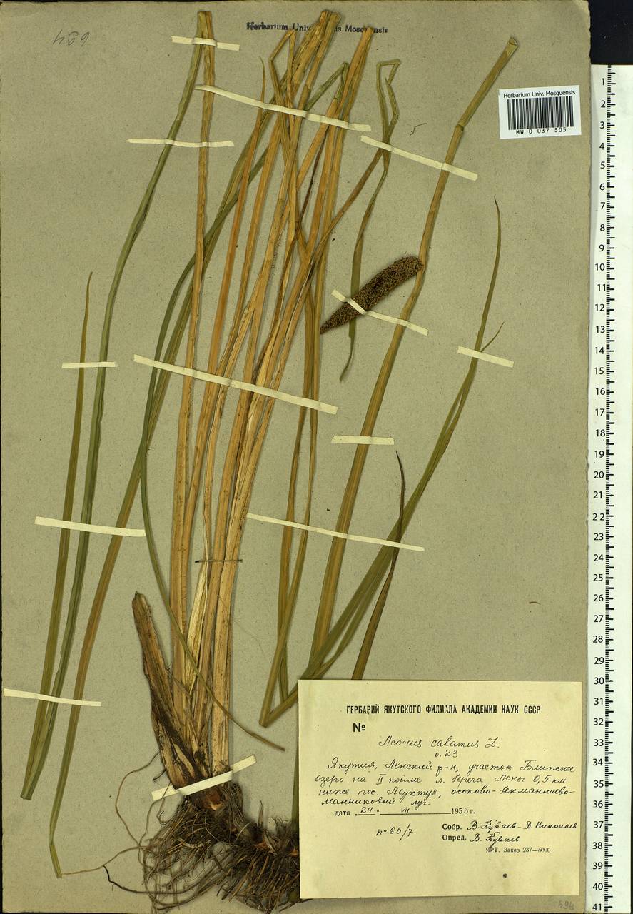 Acorus calamus L., Siberia, Yakutia (S5) (Russia)