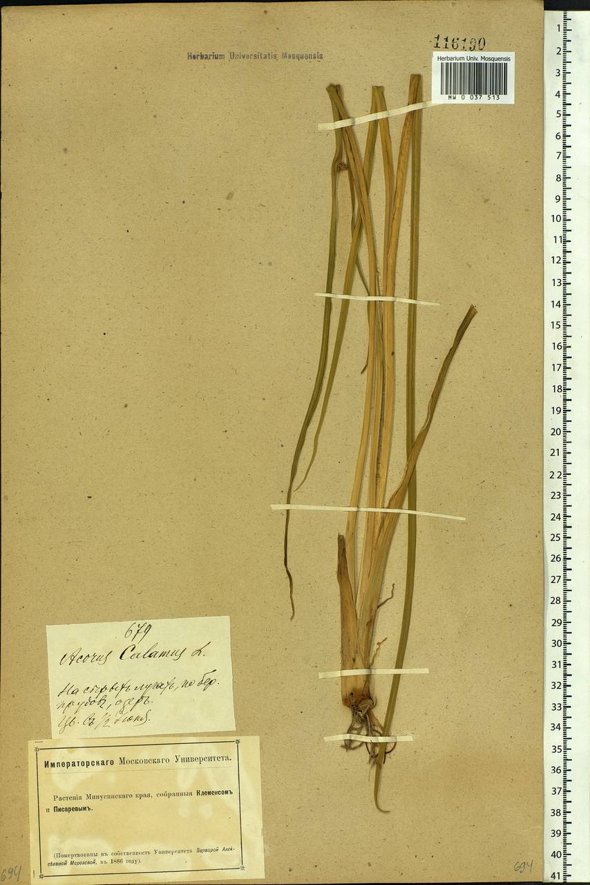 Acorus calamus L., Siberia, Altai & Sayany Mountains (S2) (Russia)