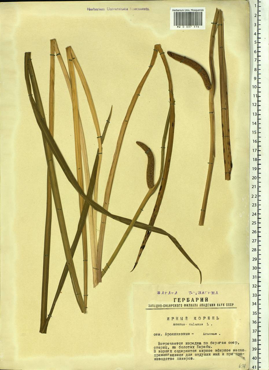 Acorus calamus L., Siberia, Western Siberia (S1) (Russia)