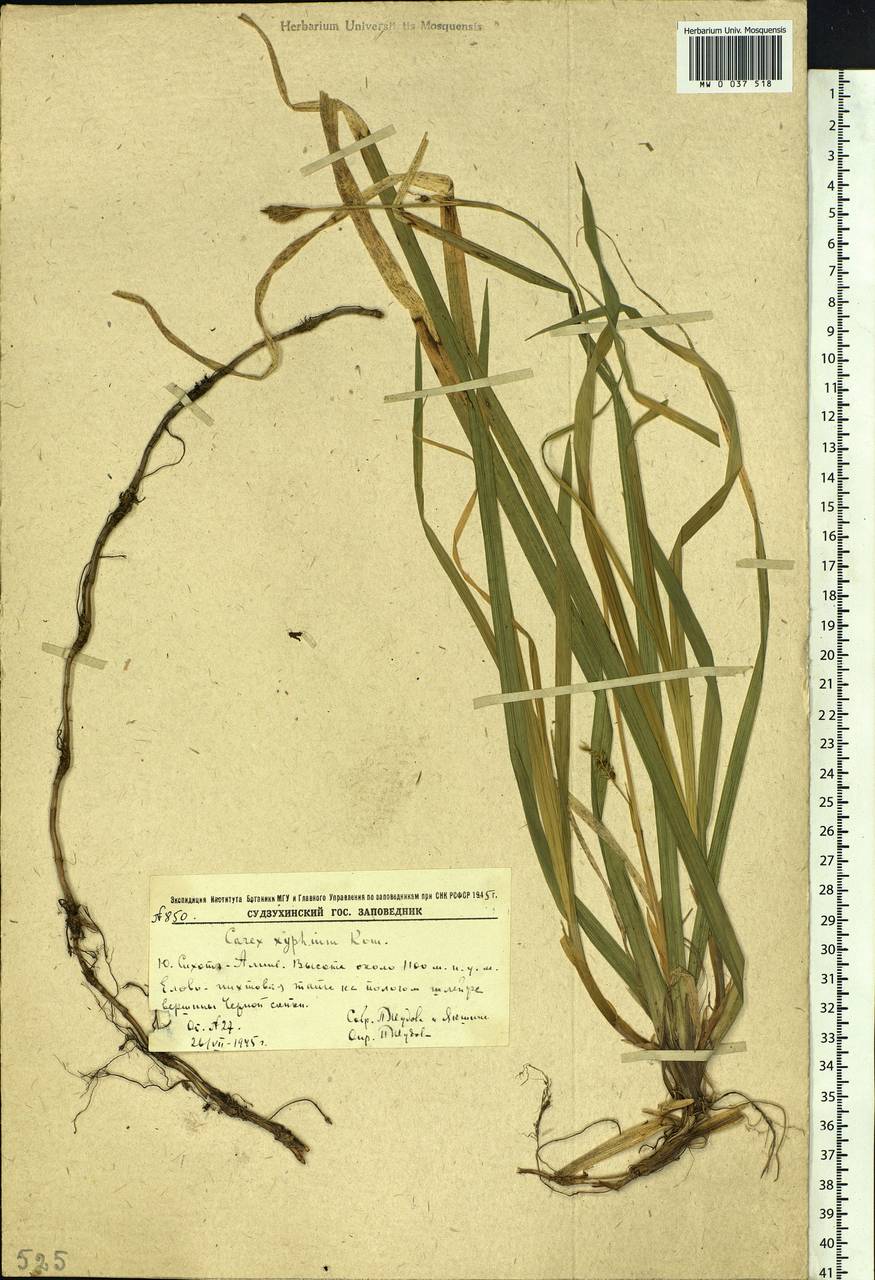 Carex xiphium Kom., Siberia, Russian Far East (S6) (Russia)