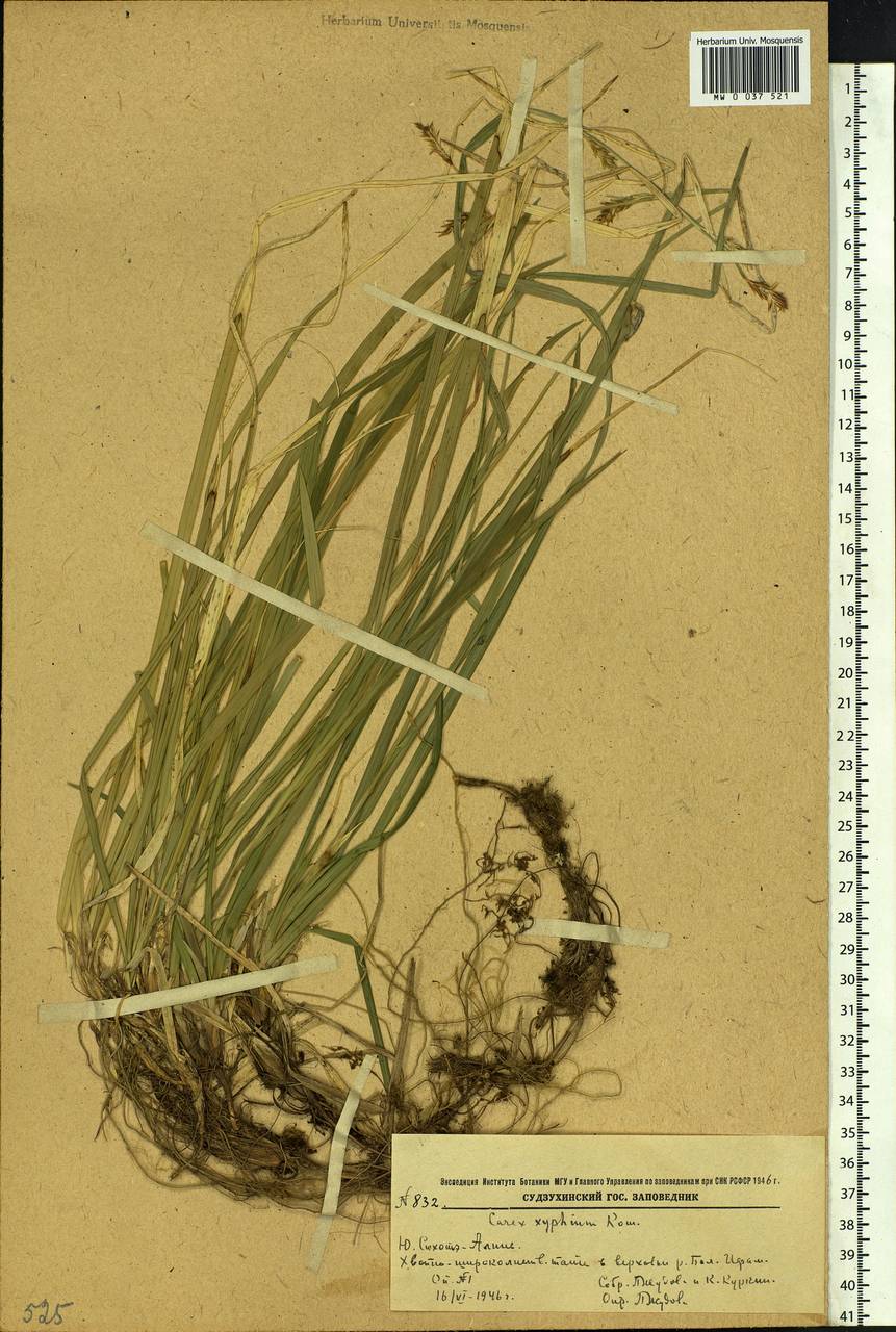 Carex xiphium Kom., Siberia, Russian Far East (S6) (Russia)