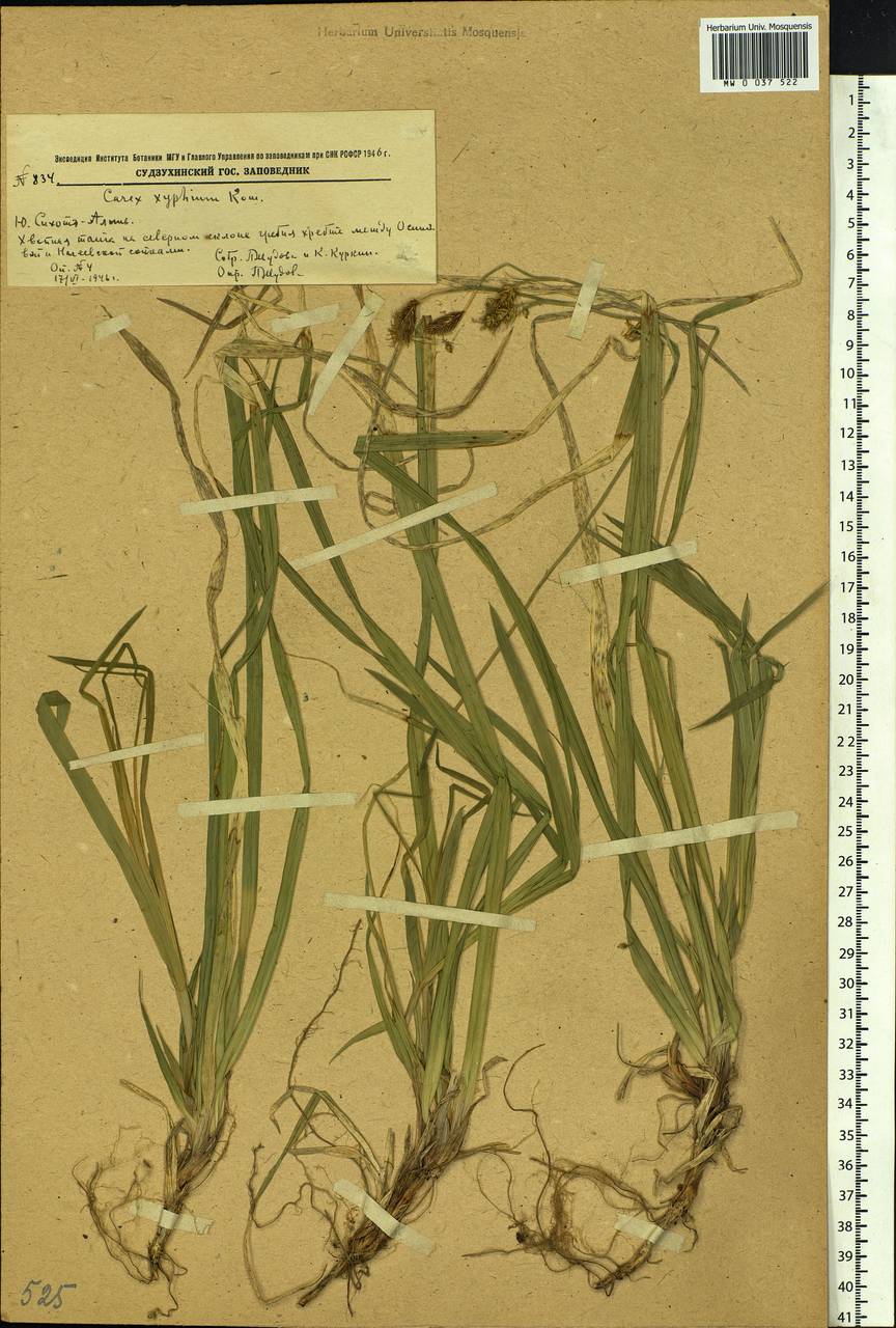 Carex xiphium Kom., Siberia, Russian Far East (S6) (Russia)
