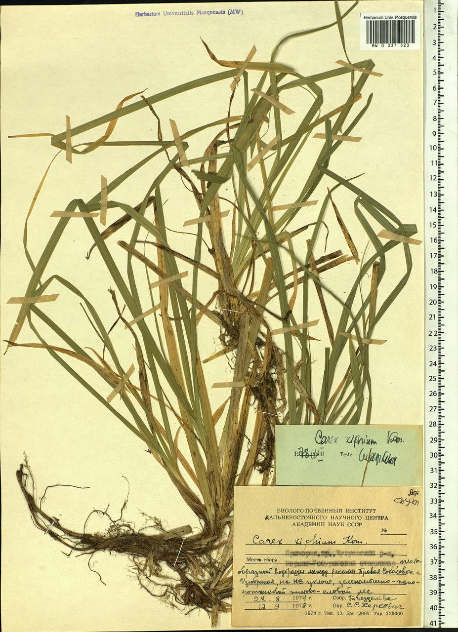 Carex xiphium Kom., Siberia, Russian Far East (S6) (Russia)