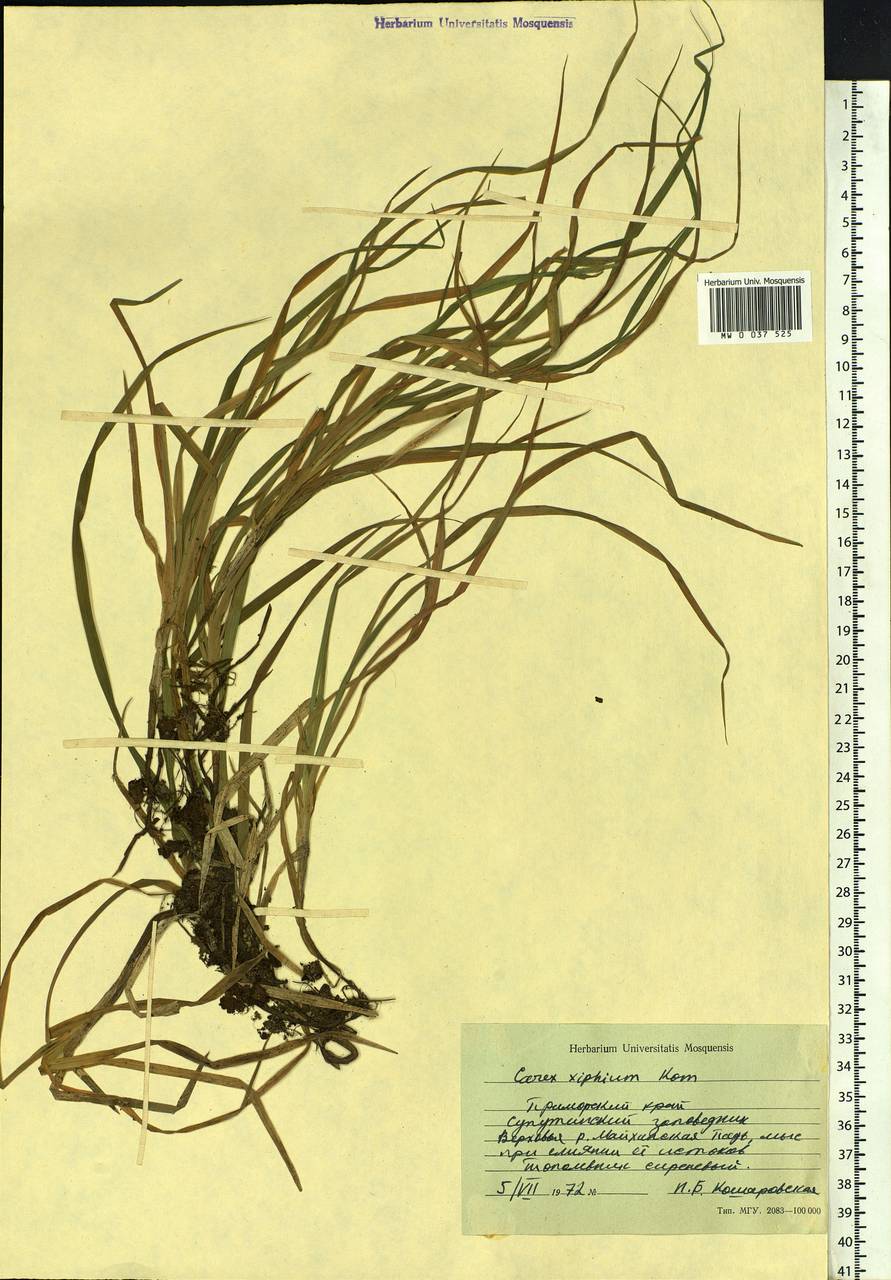 Carex xiphium Kom., Siberia, Russian Far East (S6) (Russia)