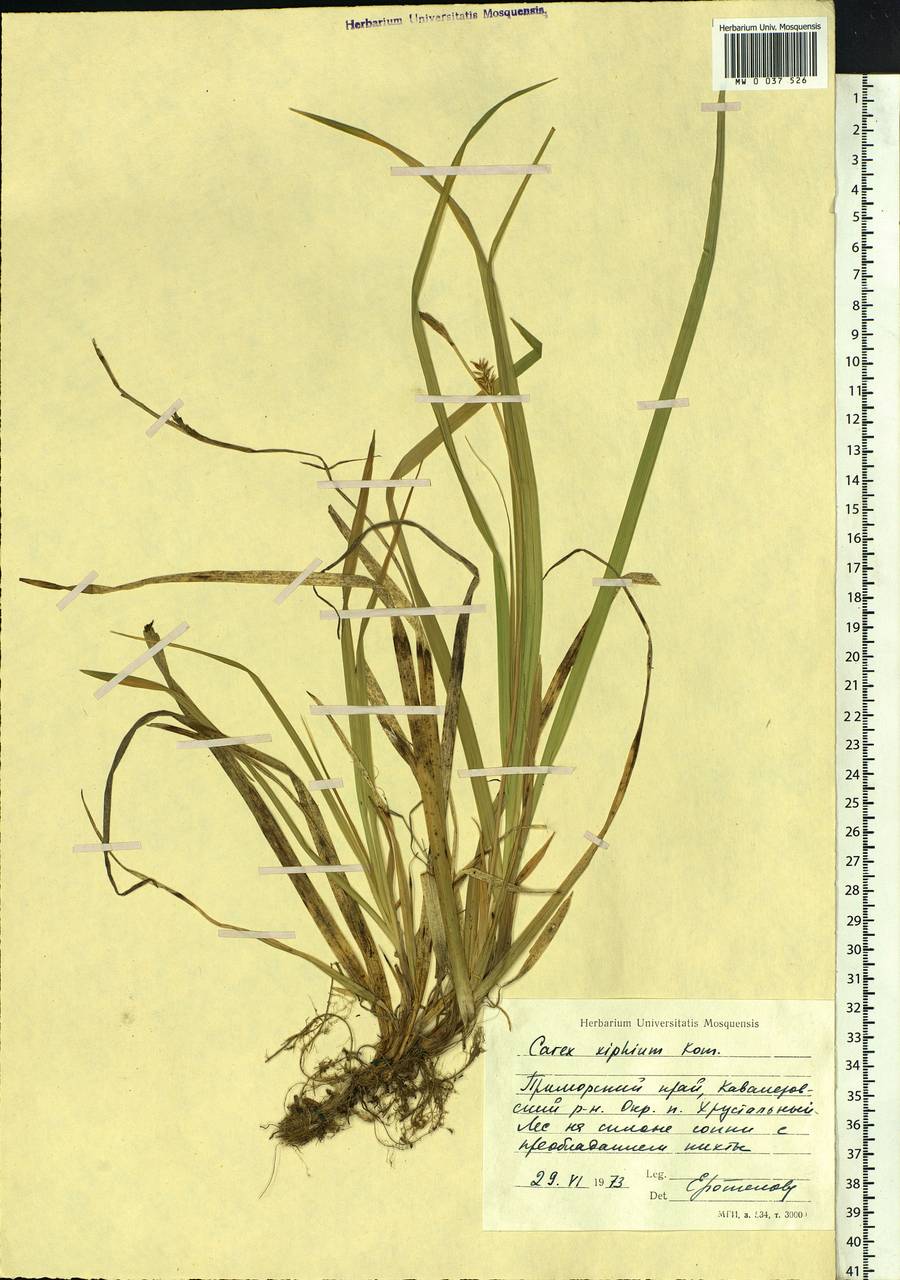 Carex xiphium Kom., Siberia, Russian Far East (S6) (Russia)