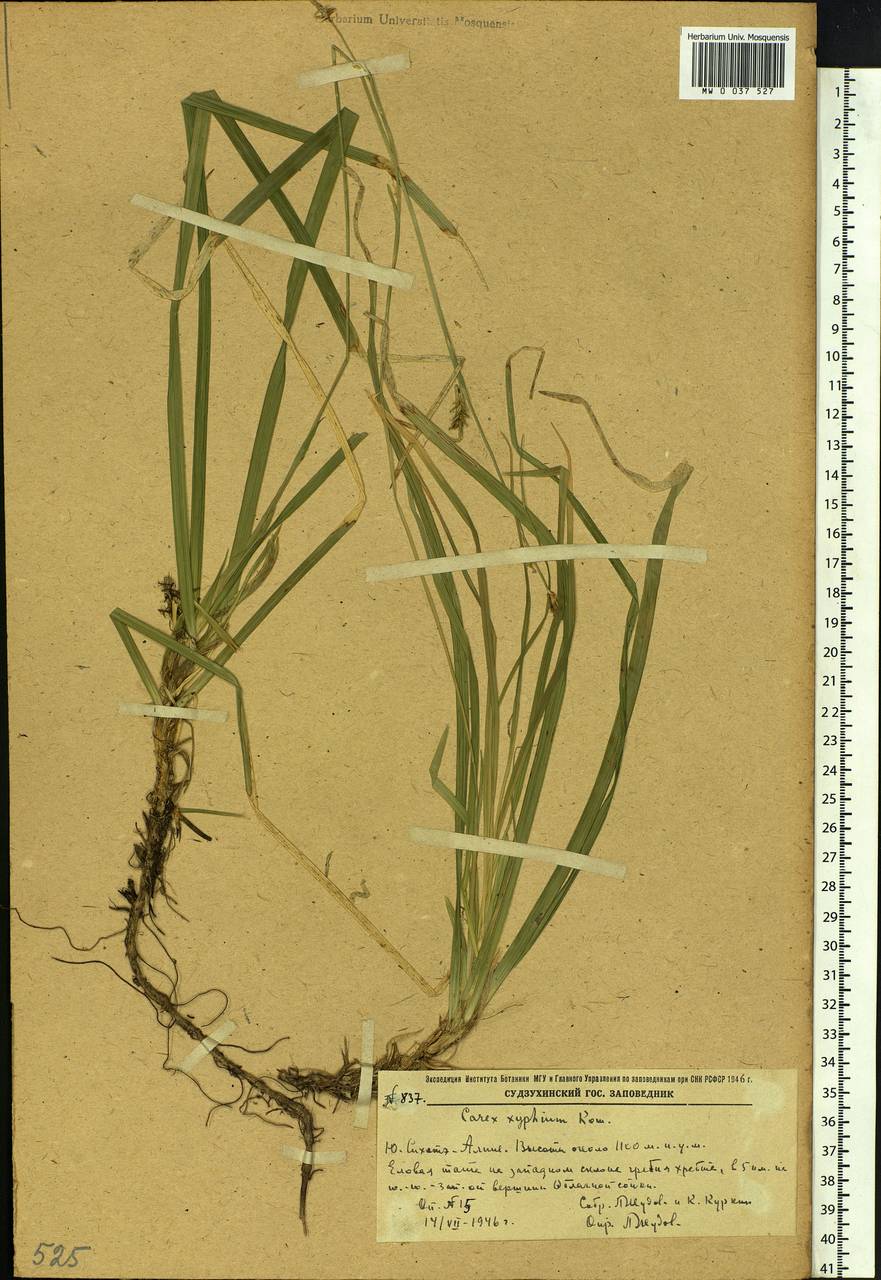 Carex xiphium Kom., Siberia, Russian Far East (S6) (Russia)