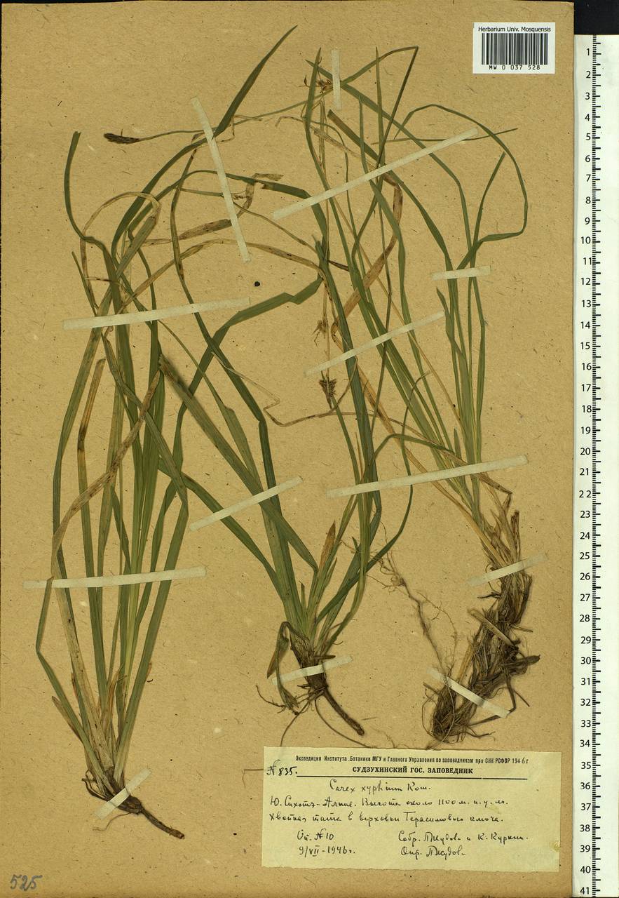 Carex xiphium Kom., Siberia, Russian Far East (S6) (Russia)