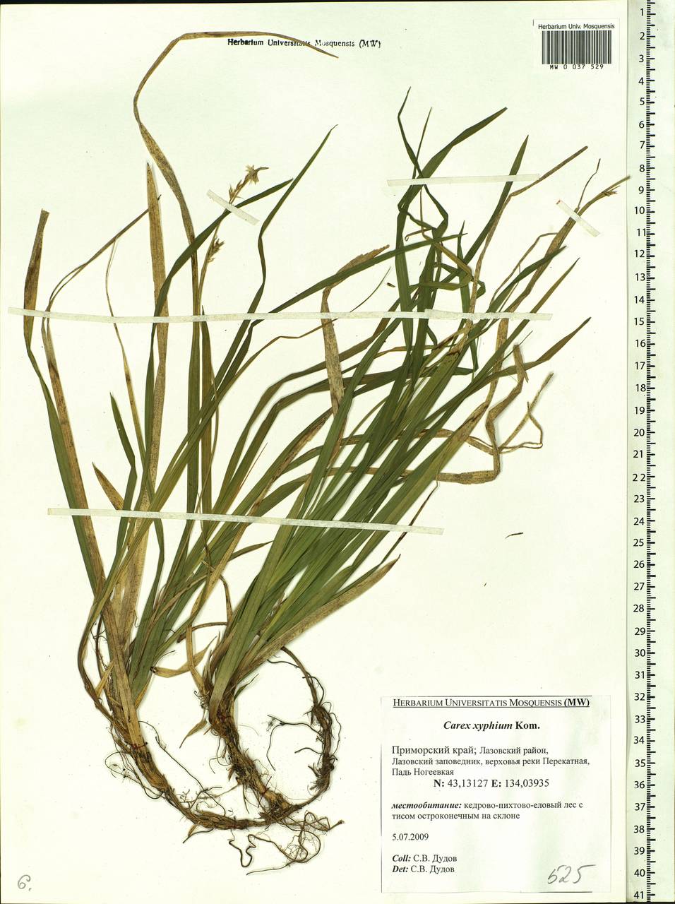 Carex xiphium Kom., Siberia, Russian Far East (S6) (Russia)
