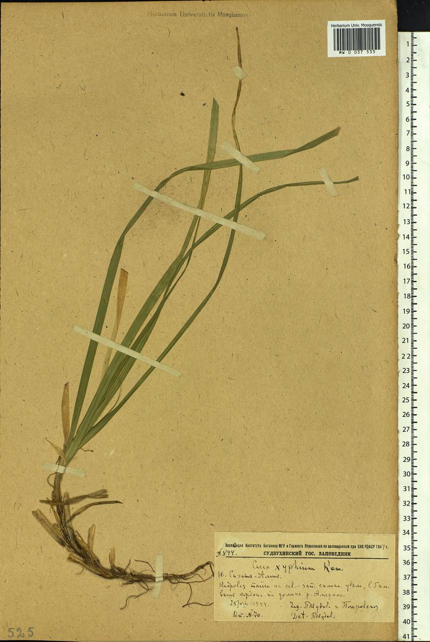 Carex xiphium Kom., Siberia, Russian Far East (S6) (Russia)