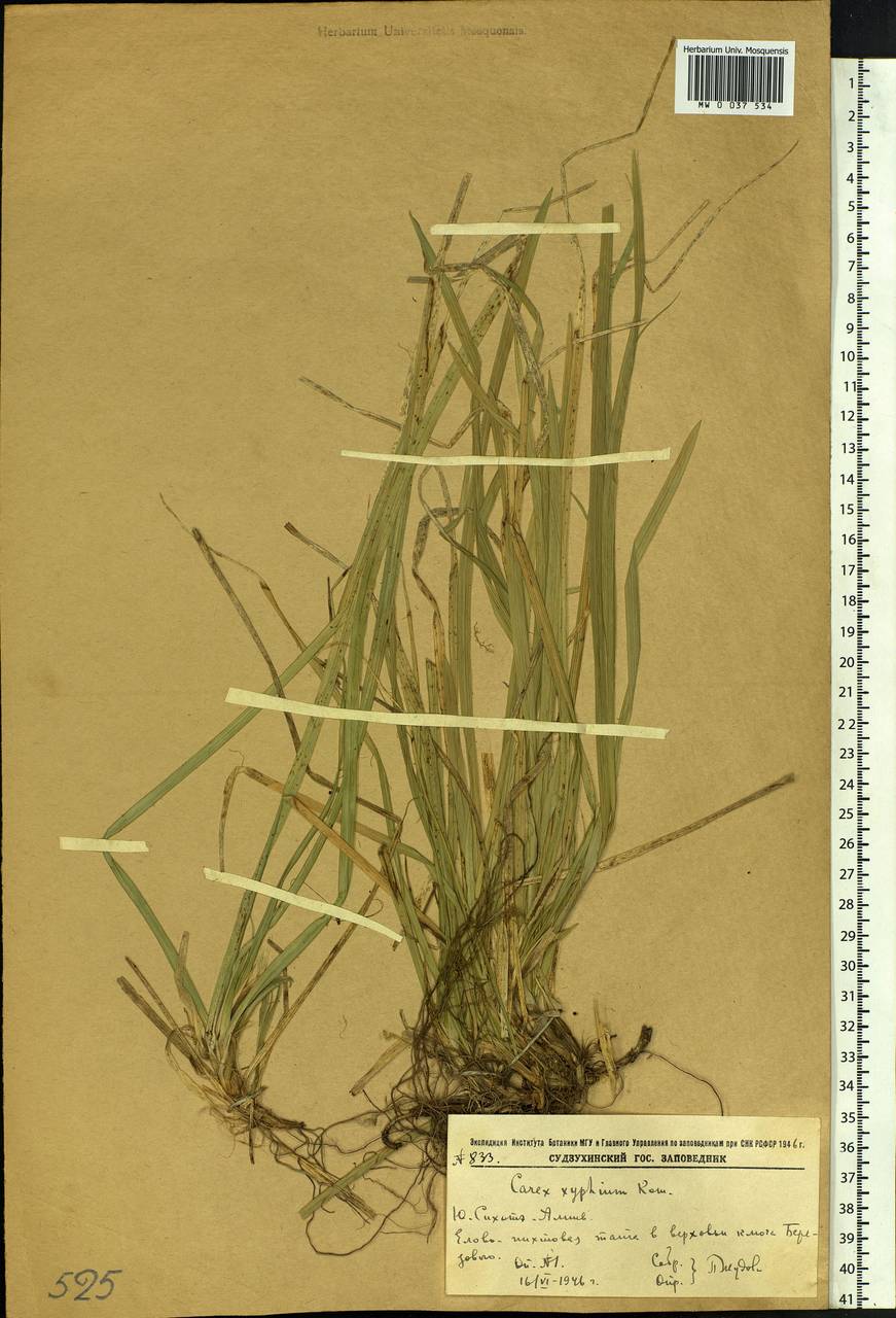 Carex xiphium Kom., Siberia, Russian Far East (S6) (Russia)