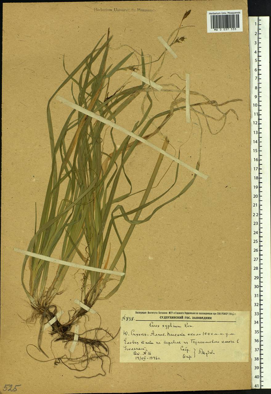 Carex xiphium Kom., Siberia, Russian Far East (S6) (Russia)