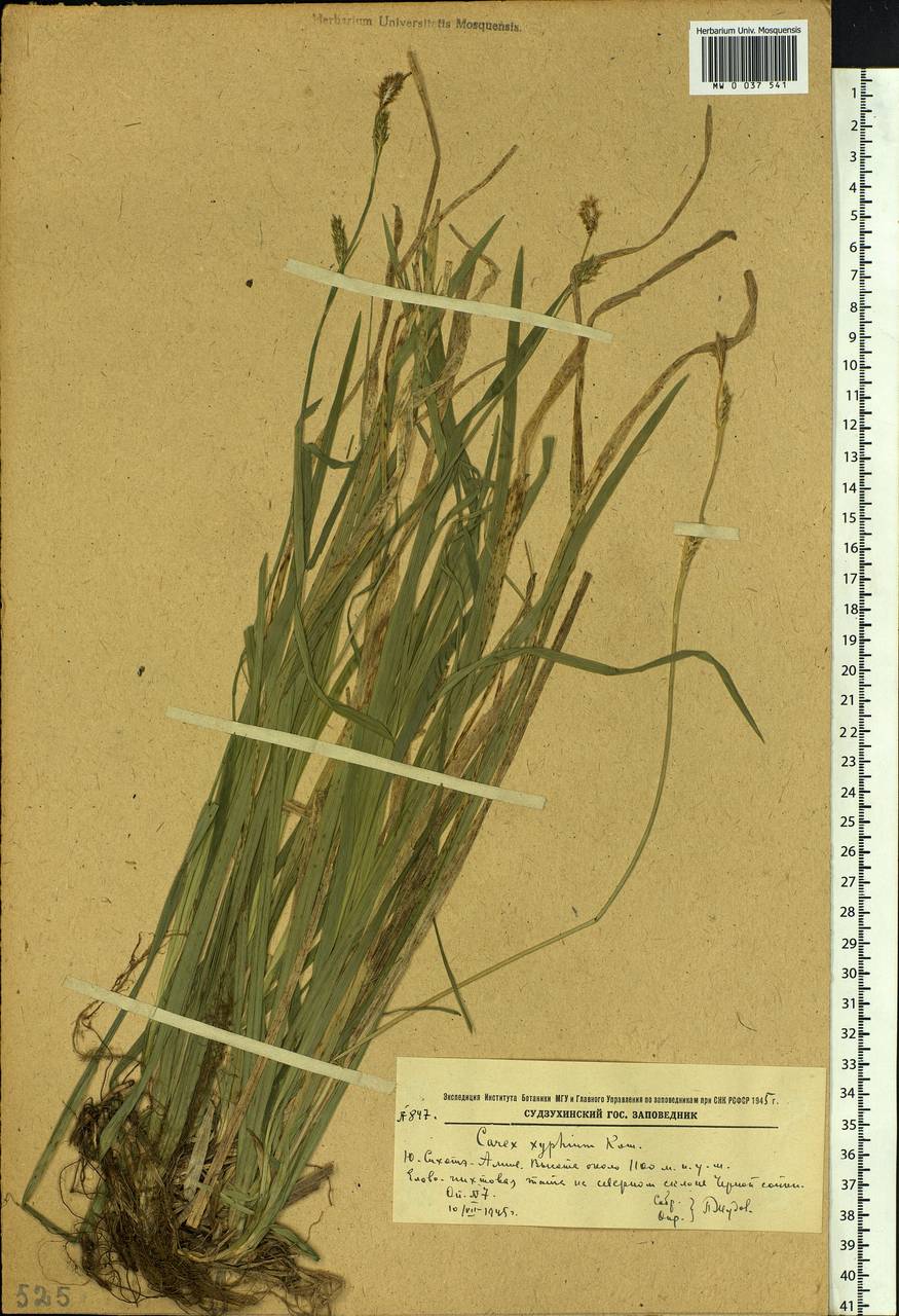 Carex xiphium Kom., Siberia, Russian Far East (S6) (Russia)