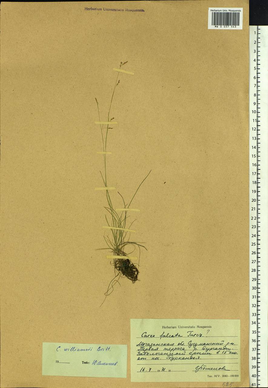 Carex williamsii Britton, Siberia, Chukotka & Kamchatka (S7) (Russia)
