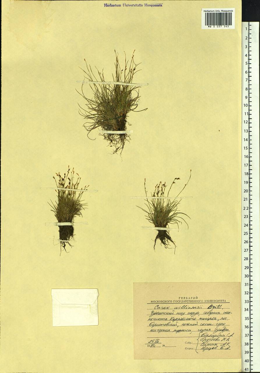 Carex williamsii Britton, Siberia, Chukotka & Kamchatka (S7) (Russia)