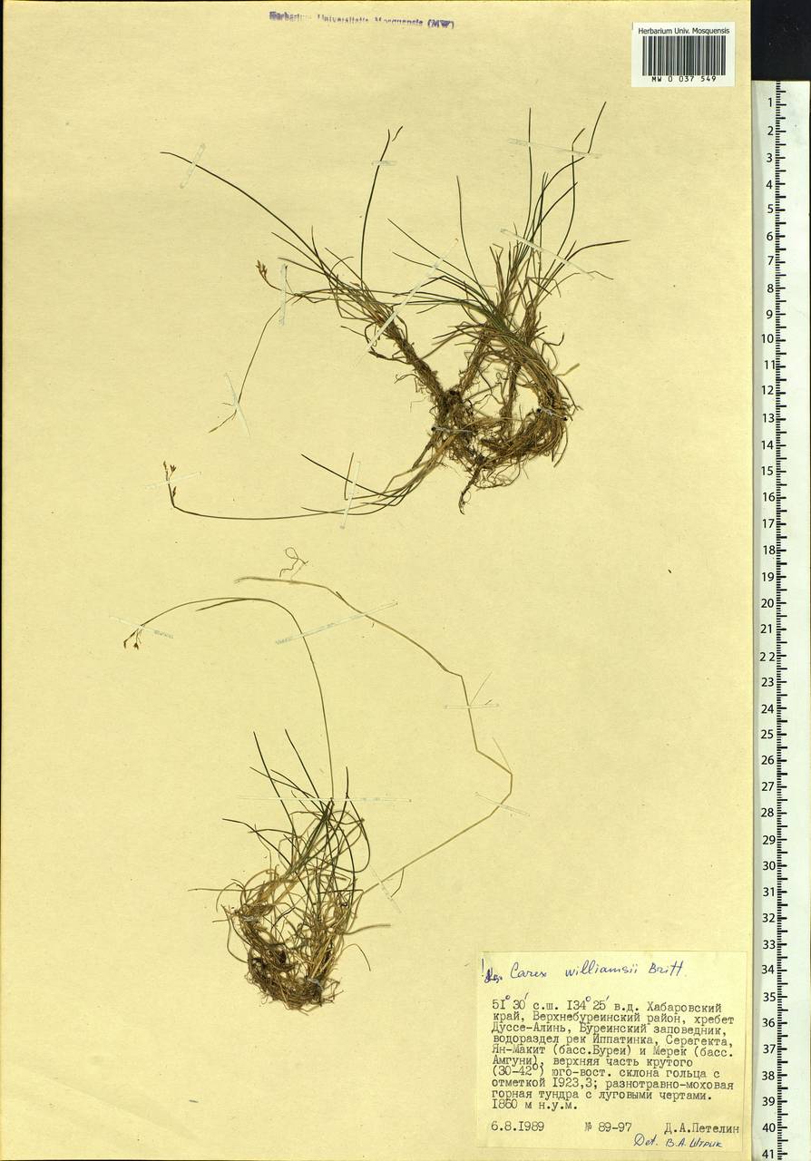 Carex williamsii Britton, Siberia, Russian Far East (S6) (Russia)