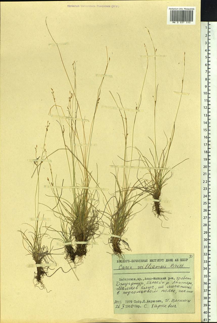 Carex williamsii Britton, Siberia, Russian Far East (S6) (Russia)