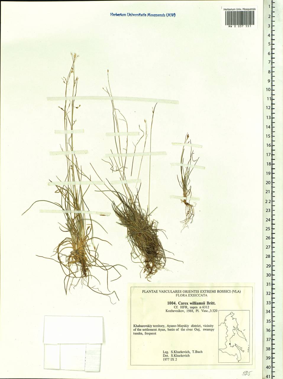 Carex williamsii Britton, Siberia, Russian Far East (S6) (Russia)