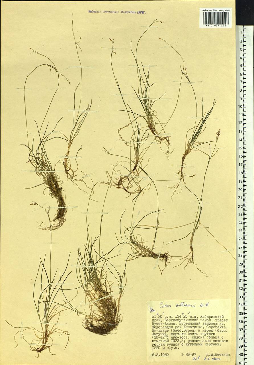 Carex williamsii Britton, Siberia, Russian Far East (S6) (Russia)