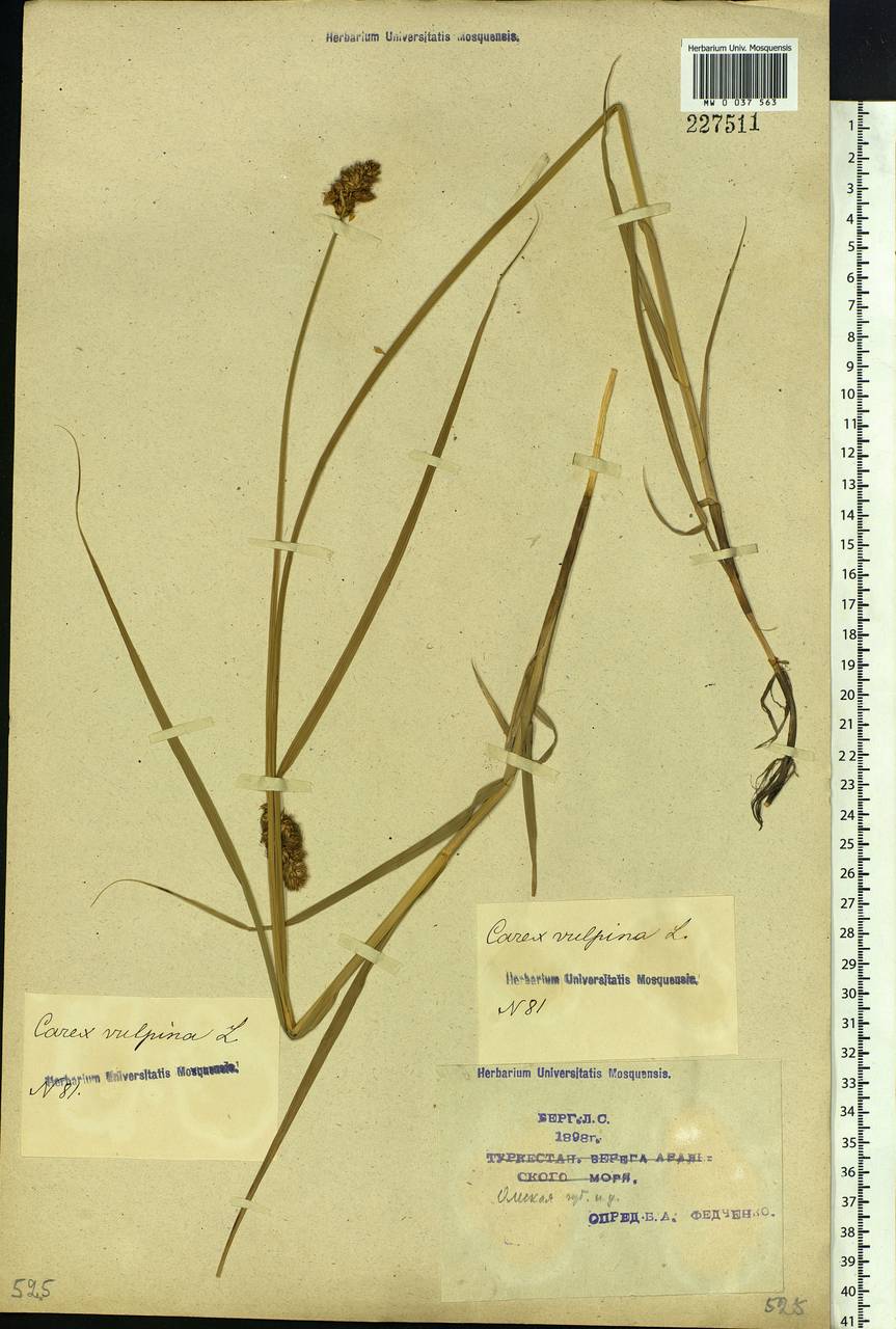 Carex vulpina L., Siberia, Western Siberia (S1) (Russia)