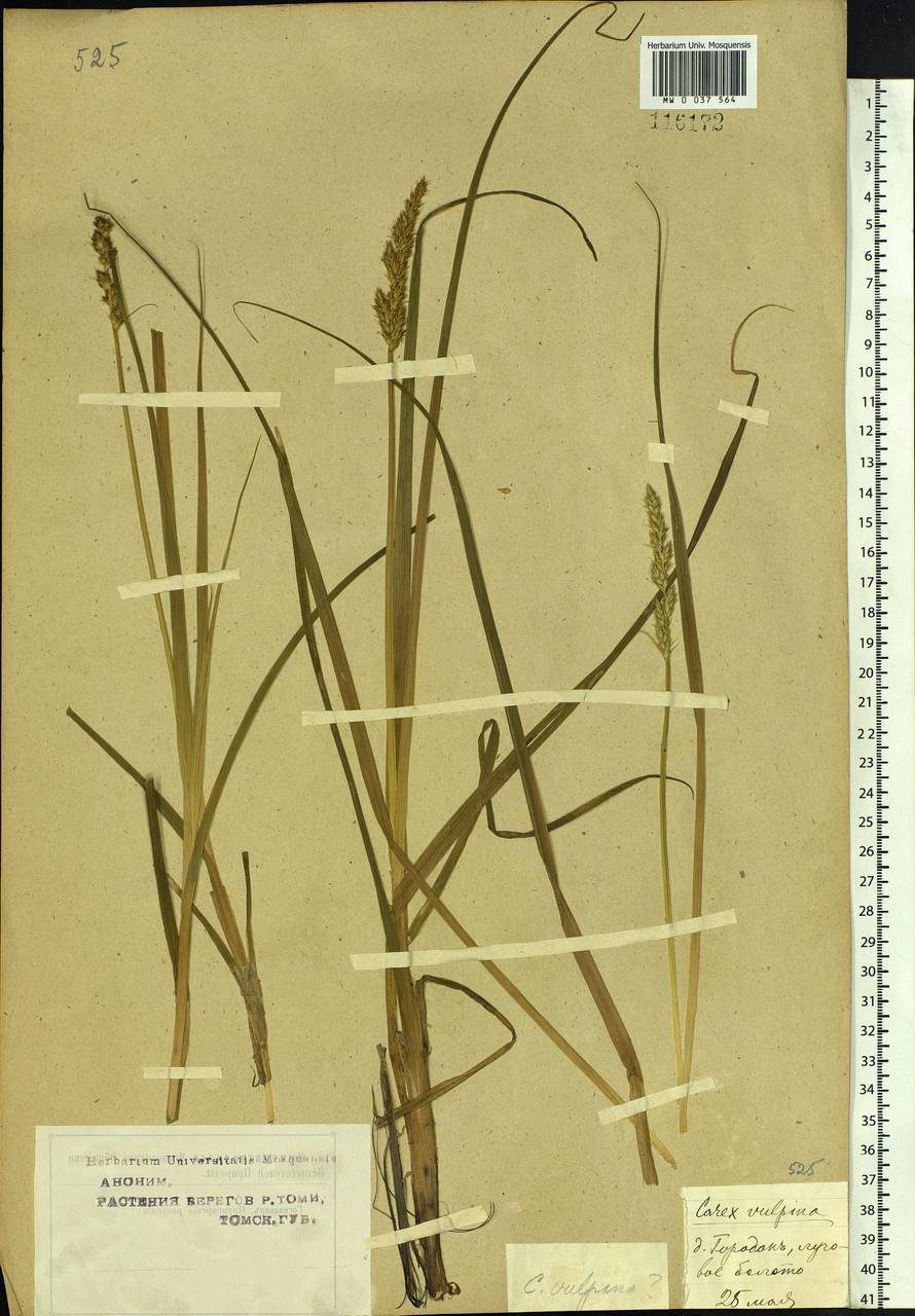 Carex vulpina L., Siberia, Western Siberia (S1) (Russia)